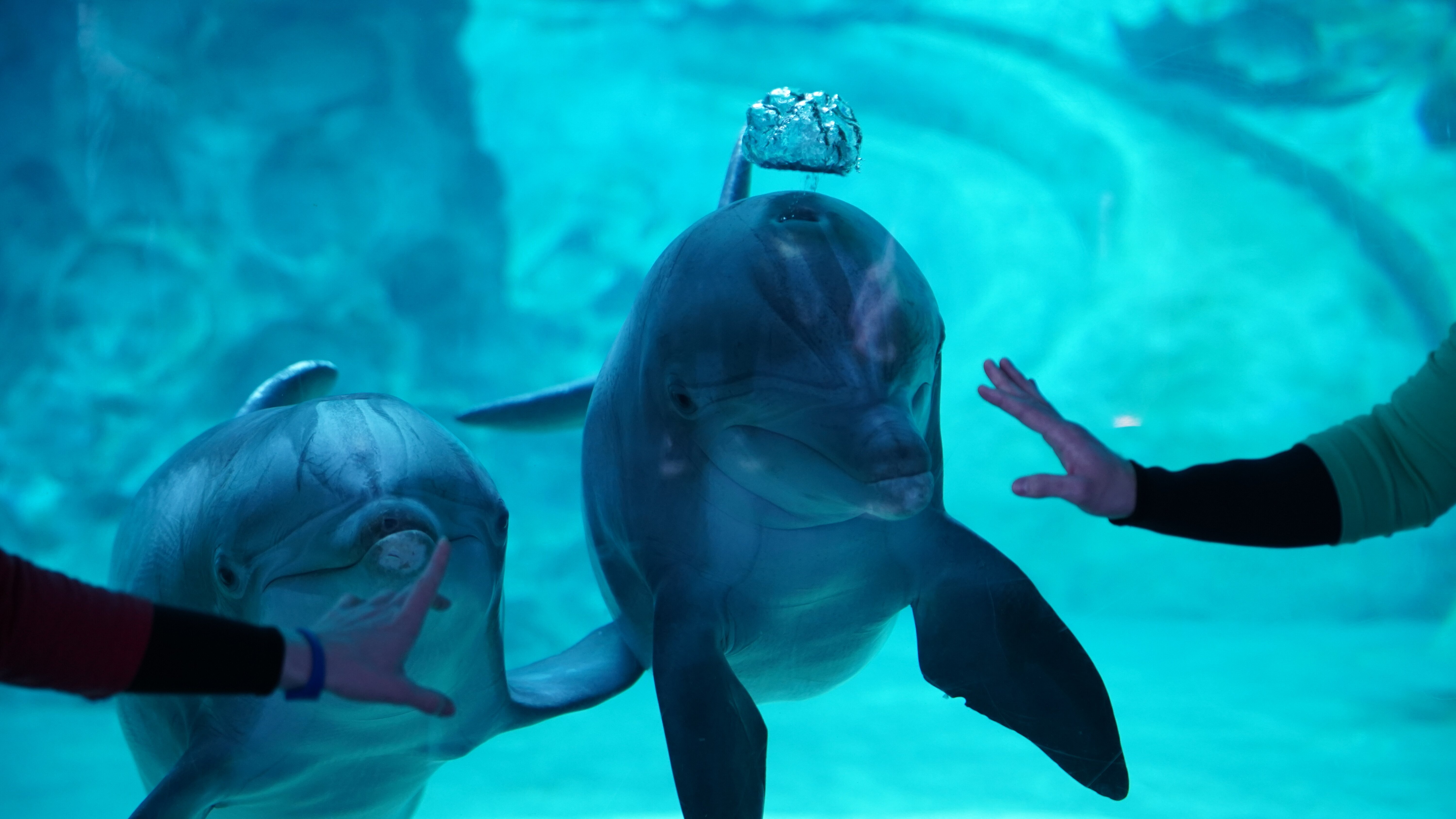 Das Atlanta-Aquarium