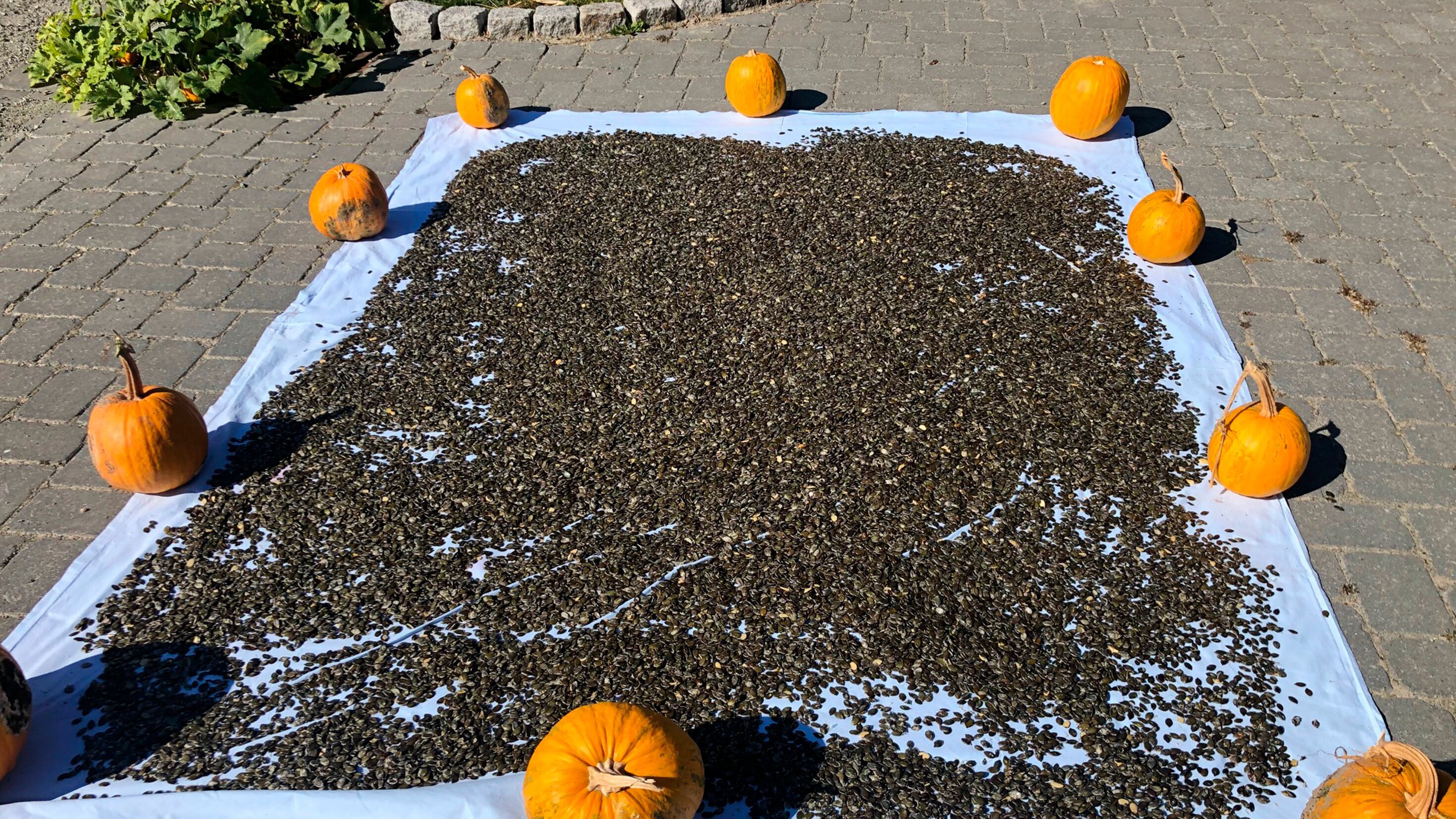 Kürbisbauern im Erntefieber
