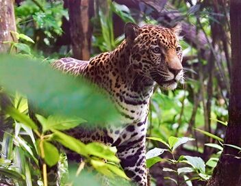 Les animaux, sauveurs des forêts tropicales