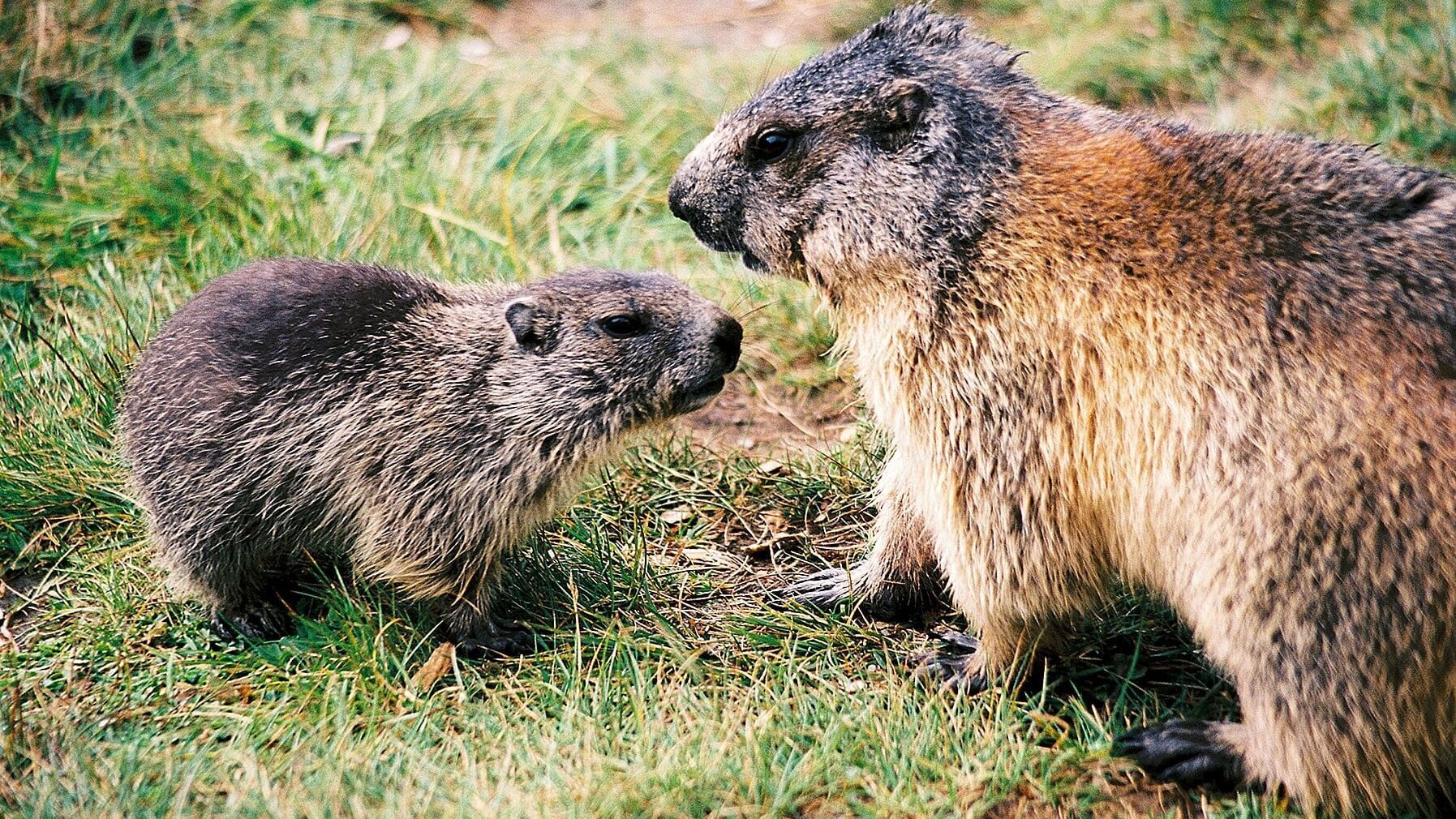 Die Zugspitze – Eine Reise auf den höchsten Berg Deutschlands
