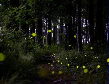 Amérique du Nord : L'empire de la nature