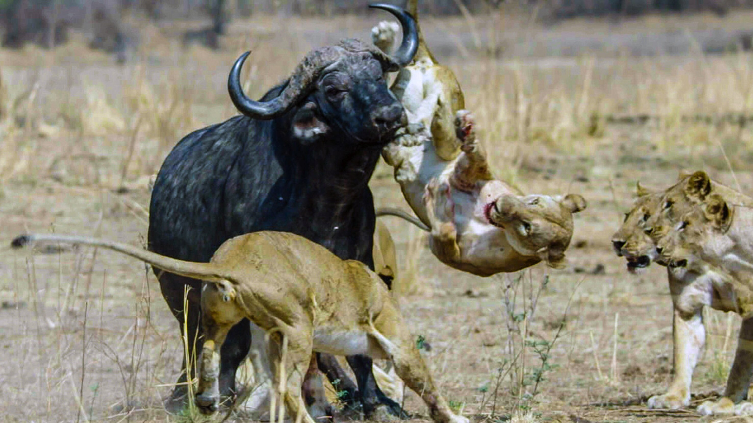 Durch das Jahr in der weltweiten Wildnis