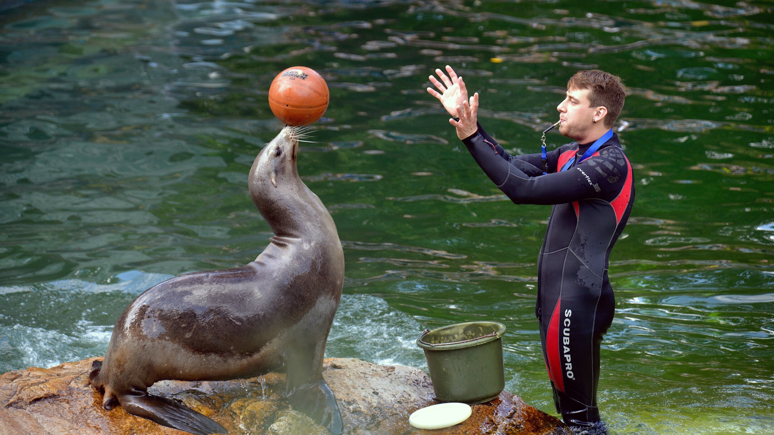 Panda, Gorilla & Co.