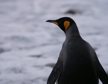 Une année sur Terre