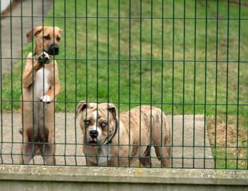 Animaux à adopter