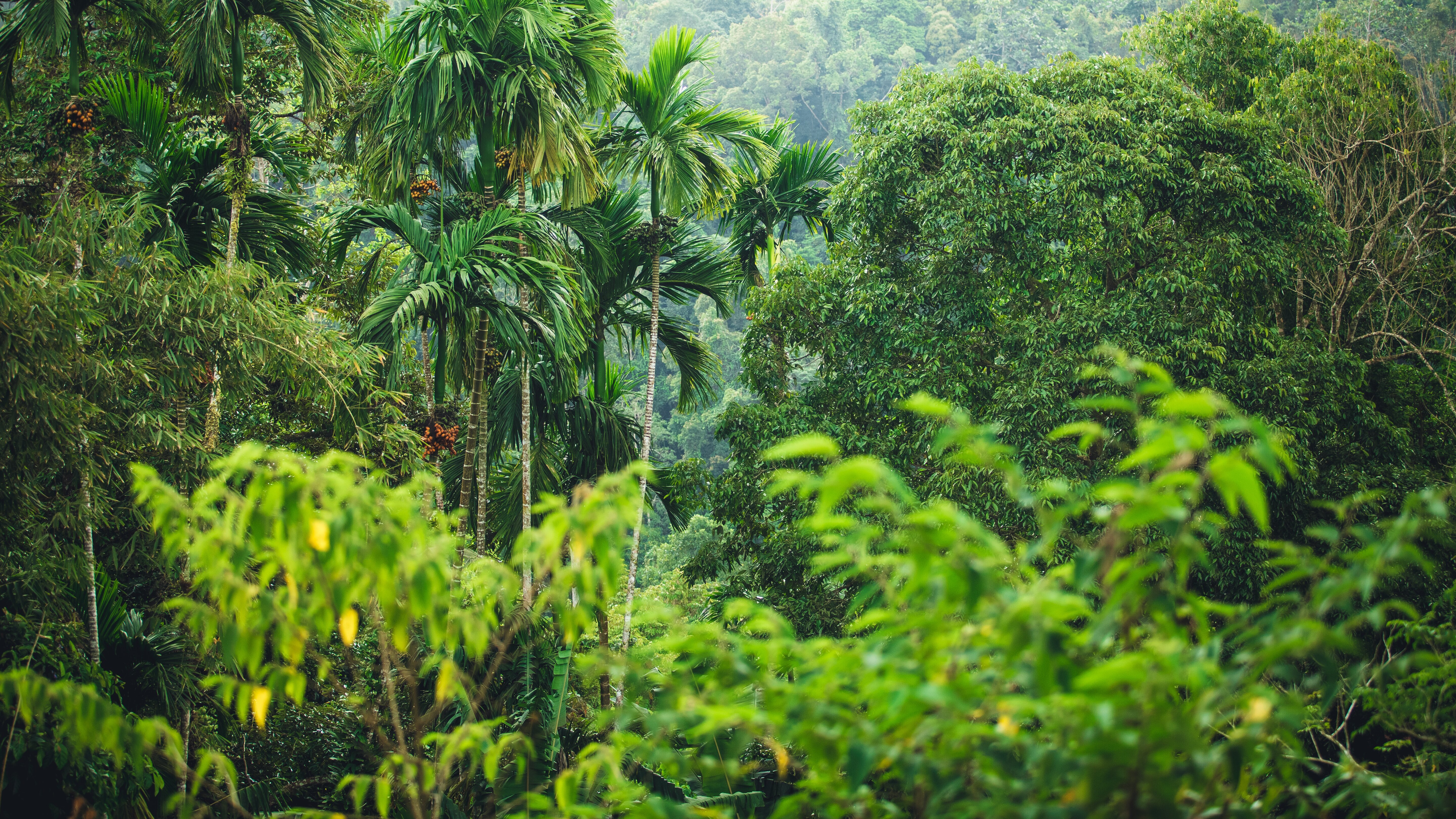 Ed Stafford: Into the Jungle