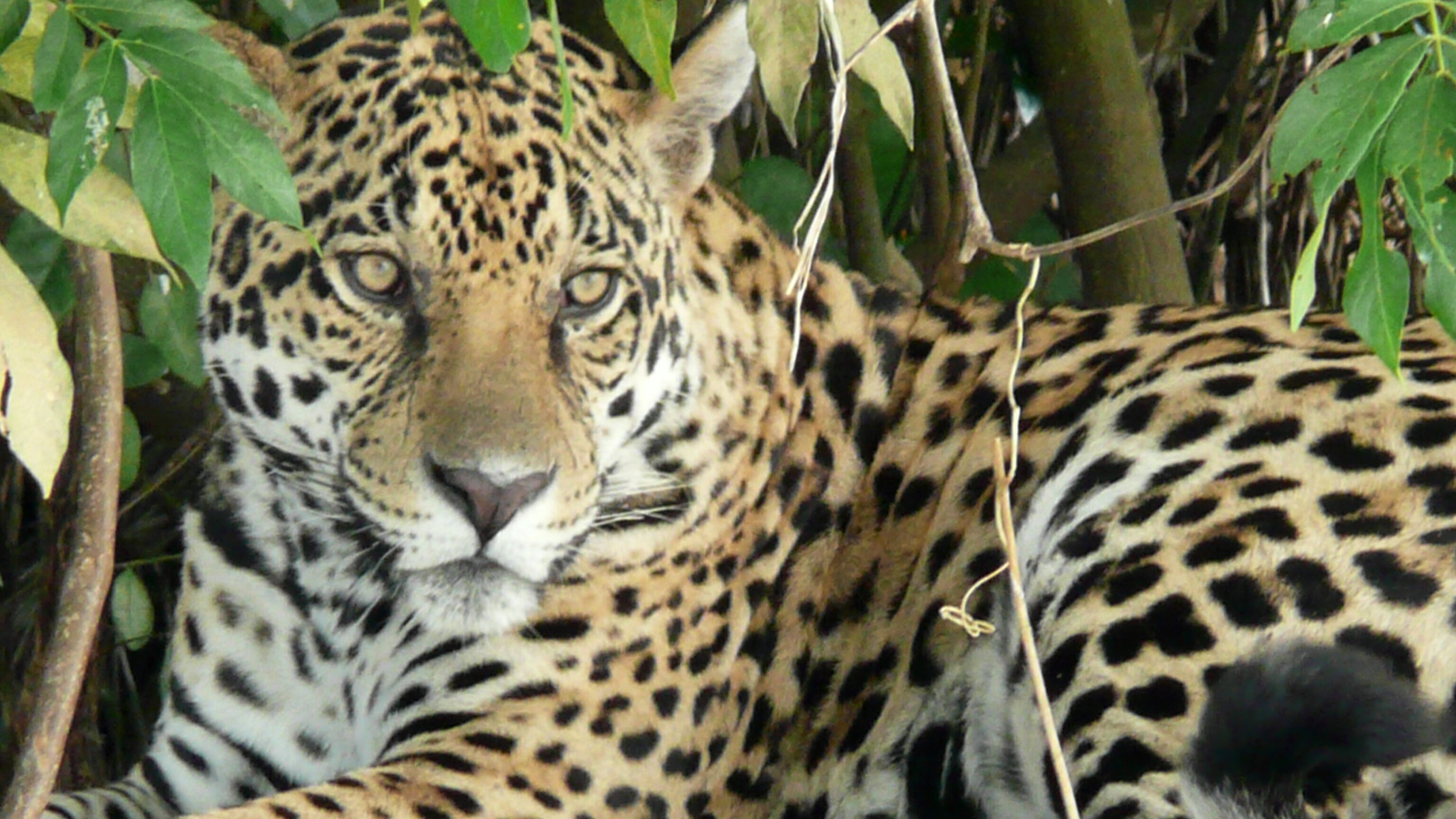 Leben mit dem Jaguar