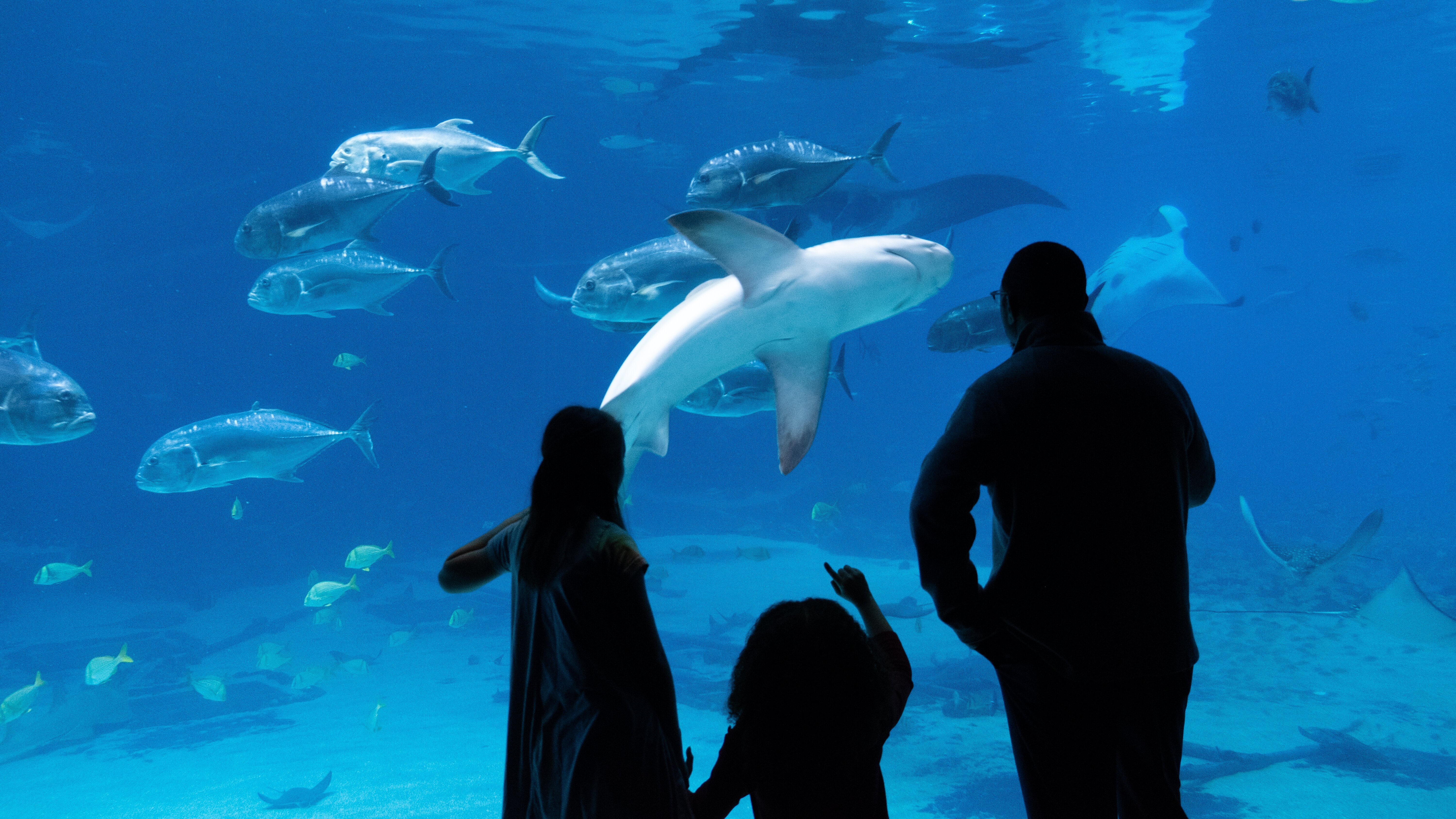 Das Atlanta-Aquarium