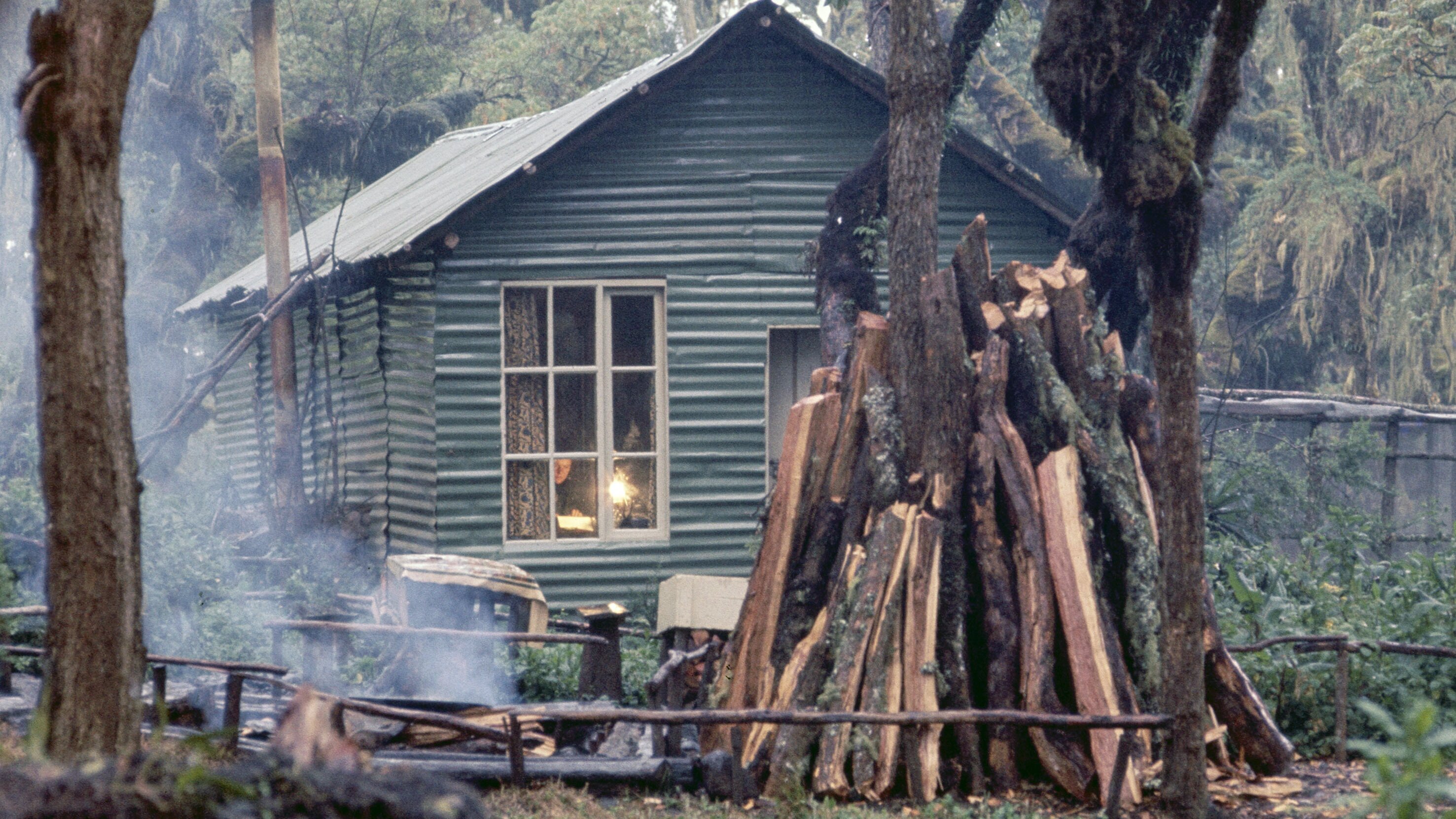 Dian Fossey: Ihr Leben für die Gorillas