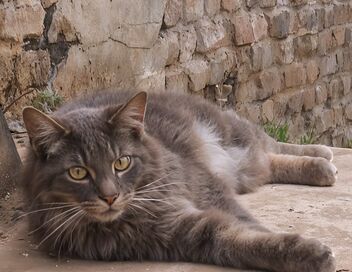 La vie secrète des chats