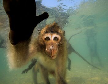 Les singes qui voulaient voir la mer