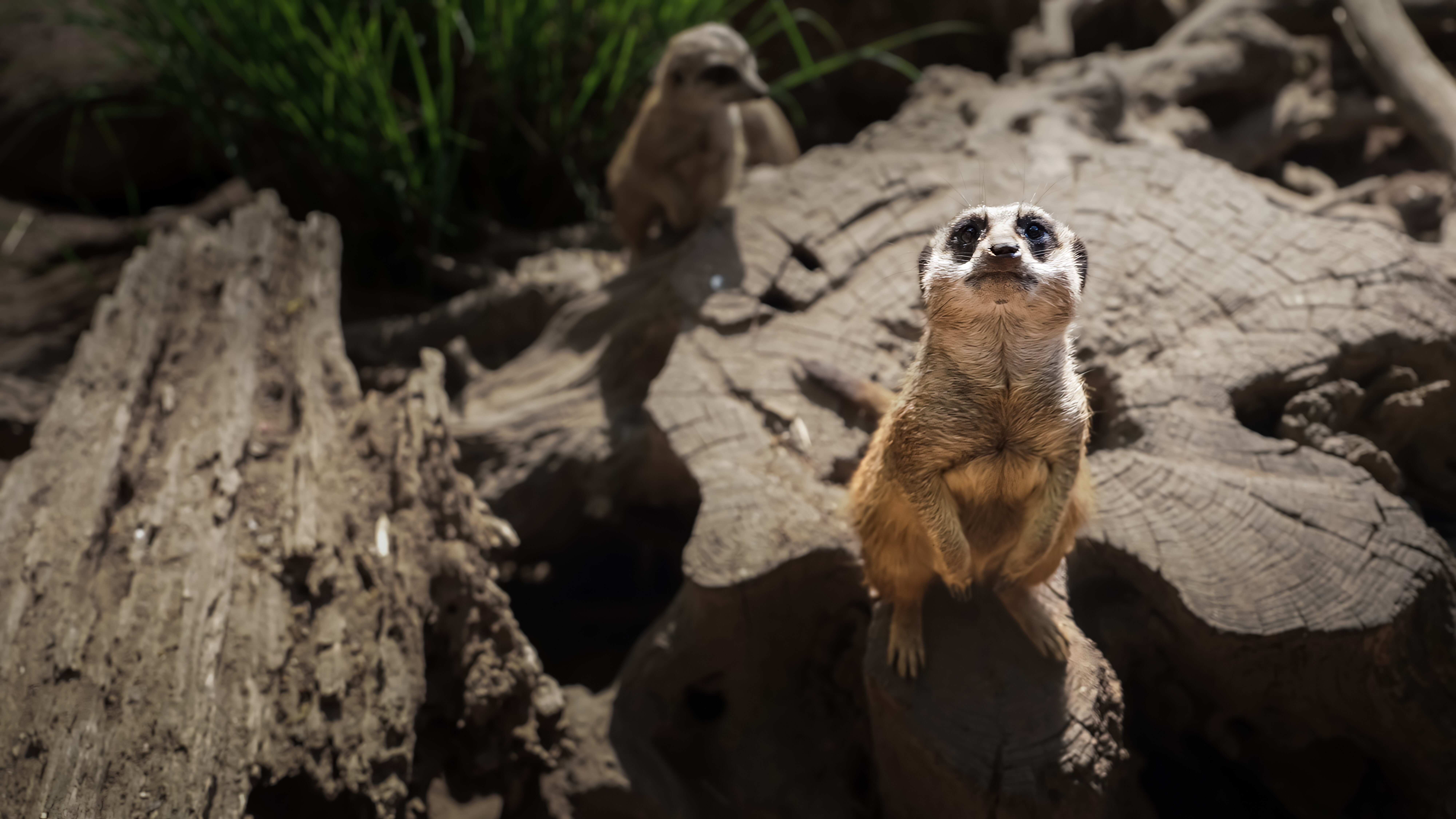 Elefant, Tiger & Kids: Zoo-Praktikum Backstage