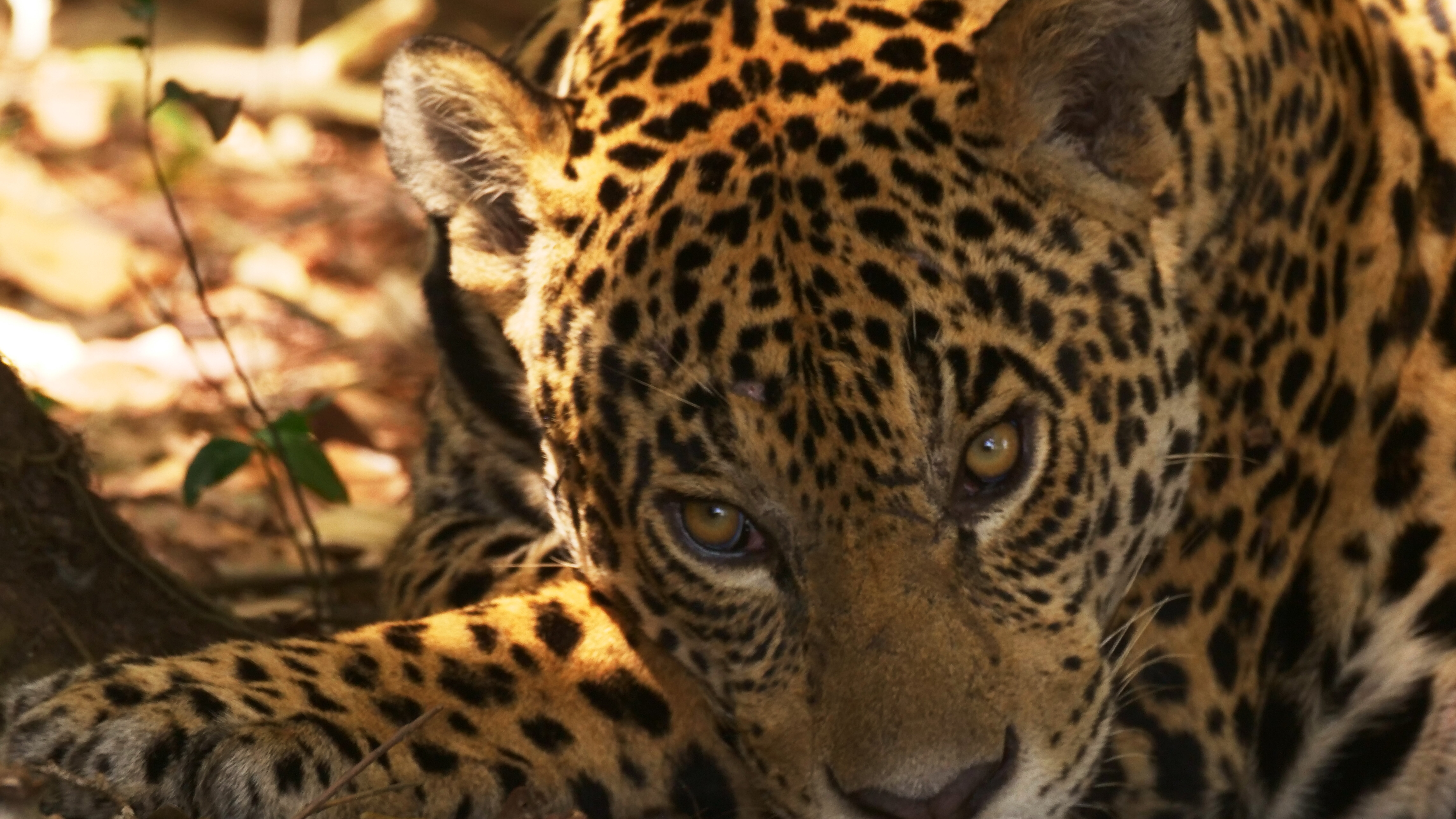 Das Pantanal – Brasiliens geheimnisvolle Wasserwelt
