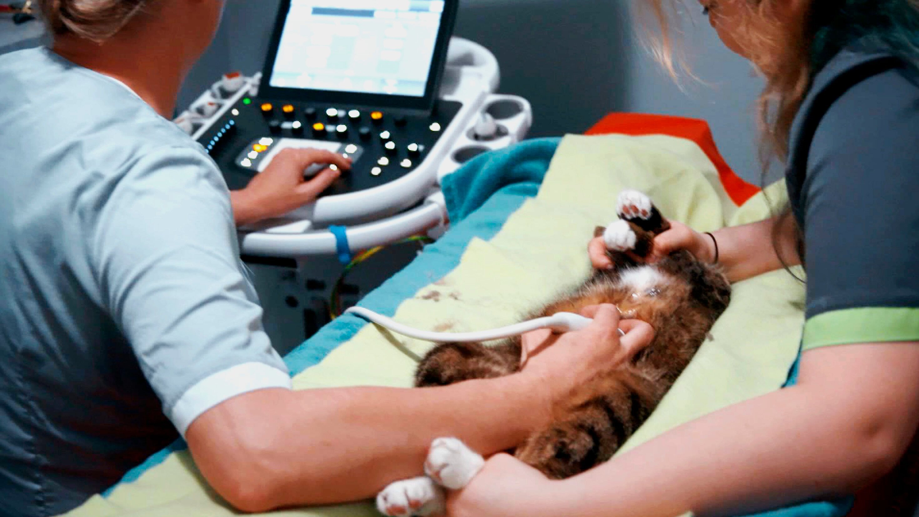 Tierretter unterwegs in Mitteldeutschland