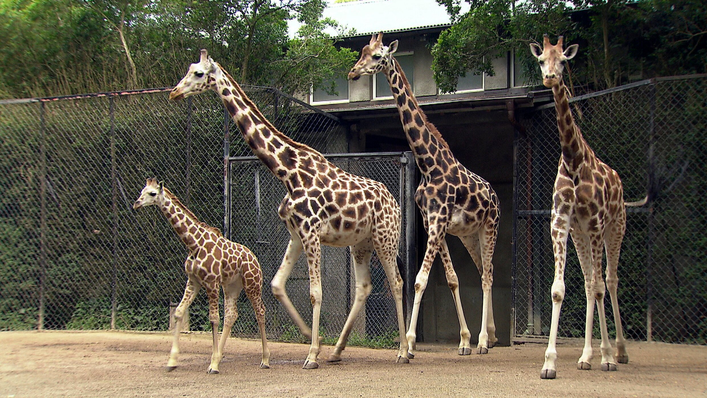 Leopard, Seebär & Co.