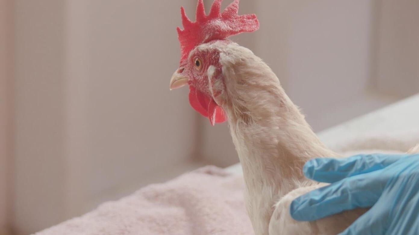 Animal Farm Michigan – Zuflucht für Tiere