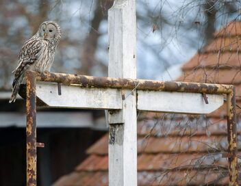 La chouette de l'Oural, reine de la nuit
