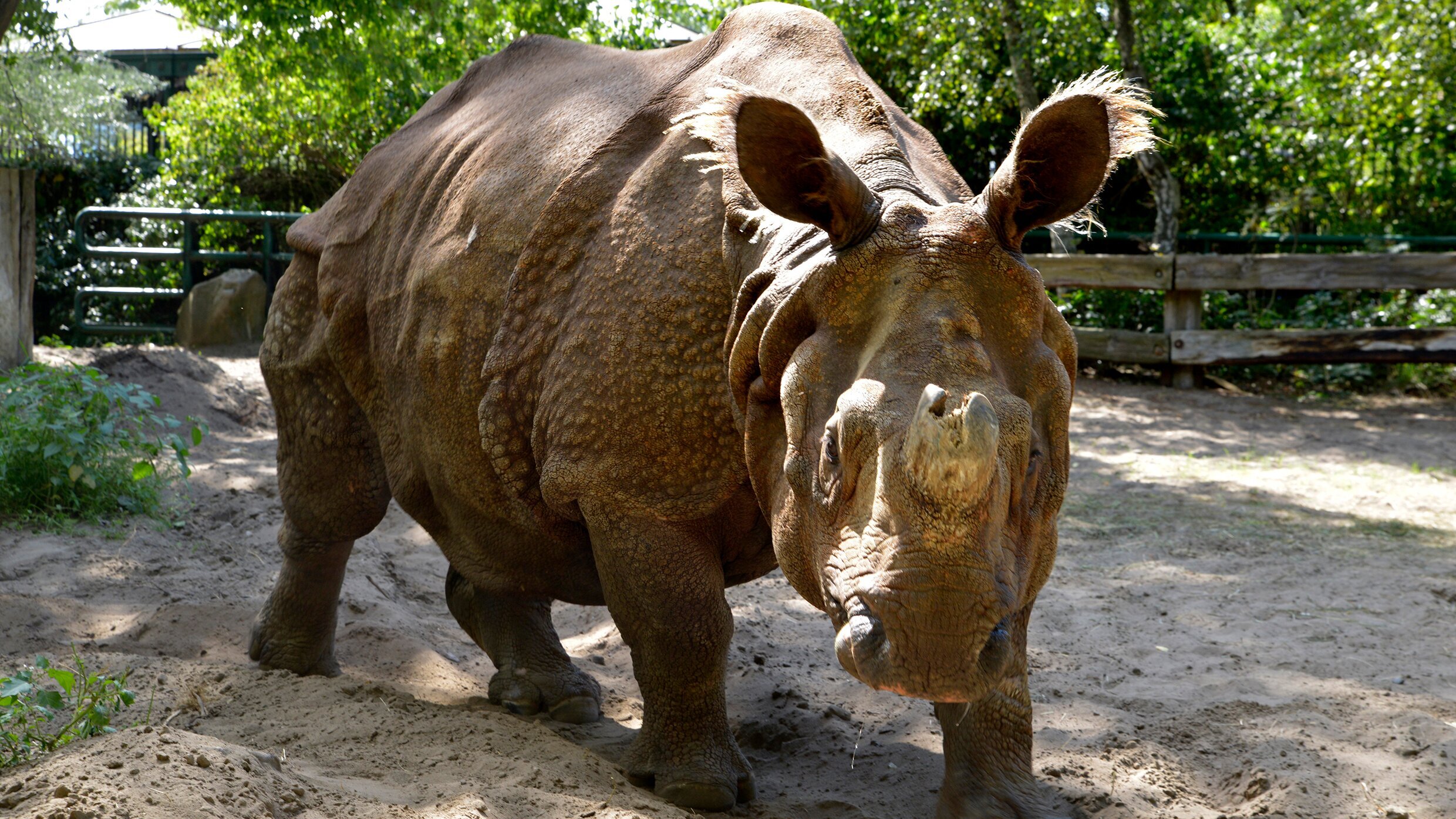 Panda, Gorilla & Co.