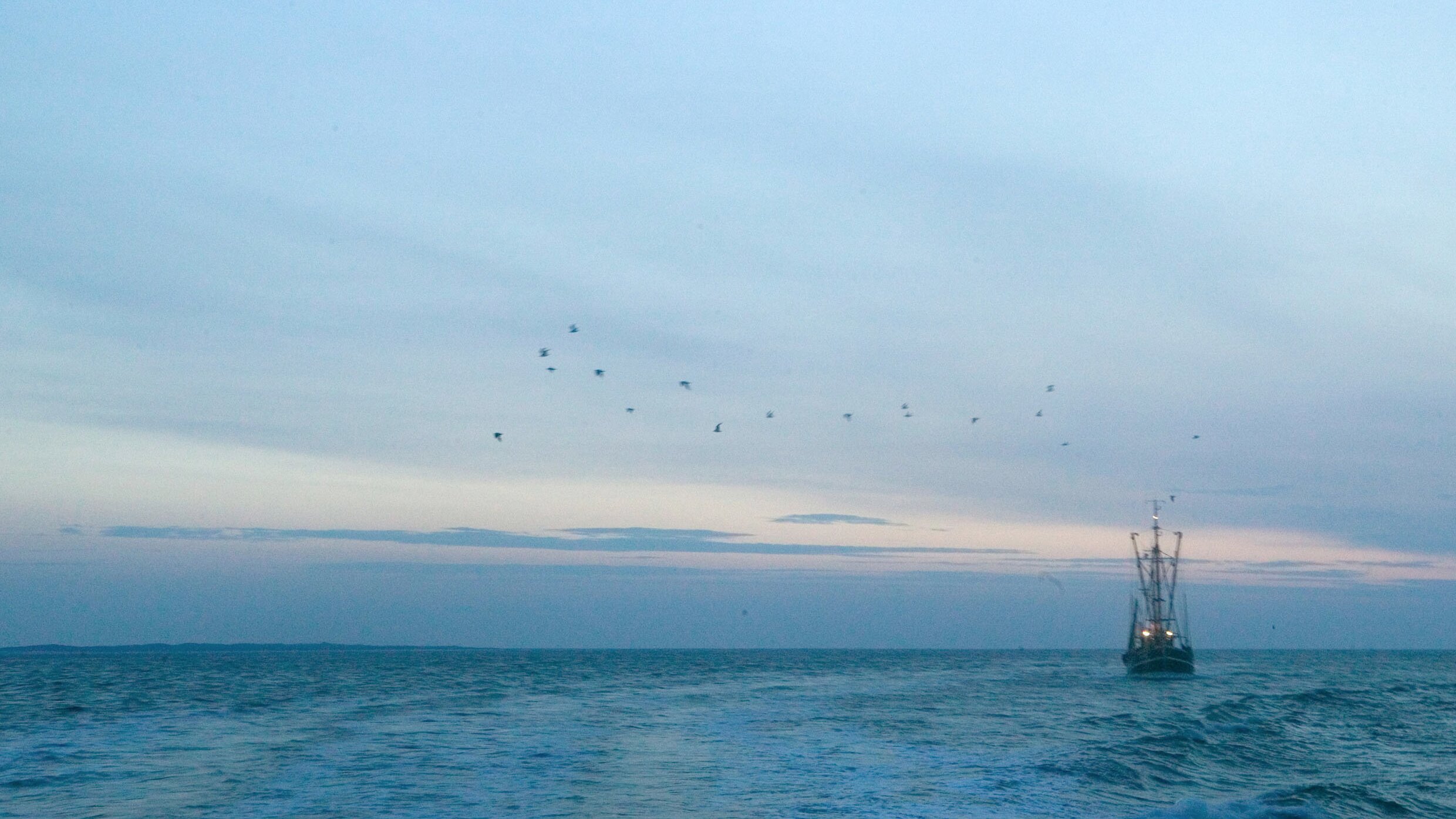 Der Seehund von Sanderoog