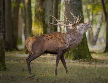 Le brame du cerf