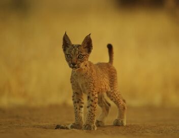 Chats et chiens sauvages