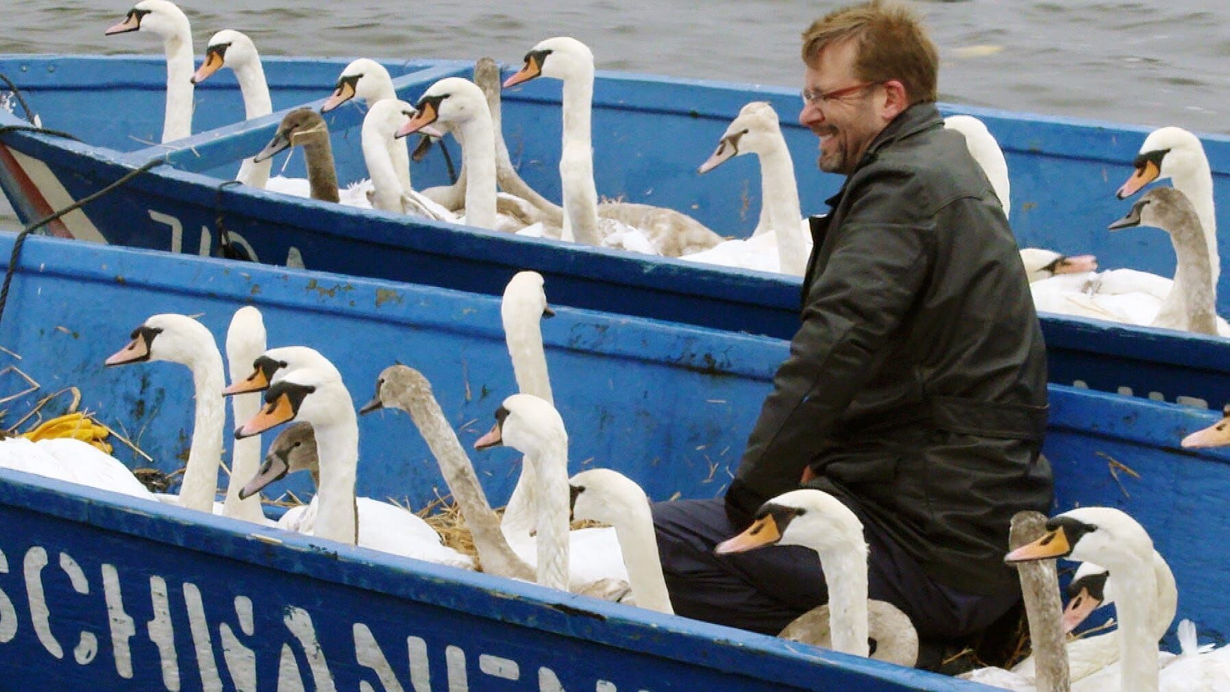 Hamburg, die Stadt der Schwäne