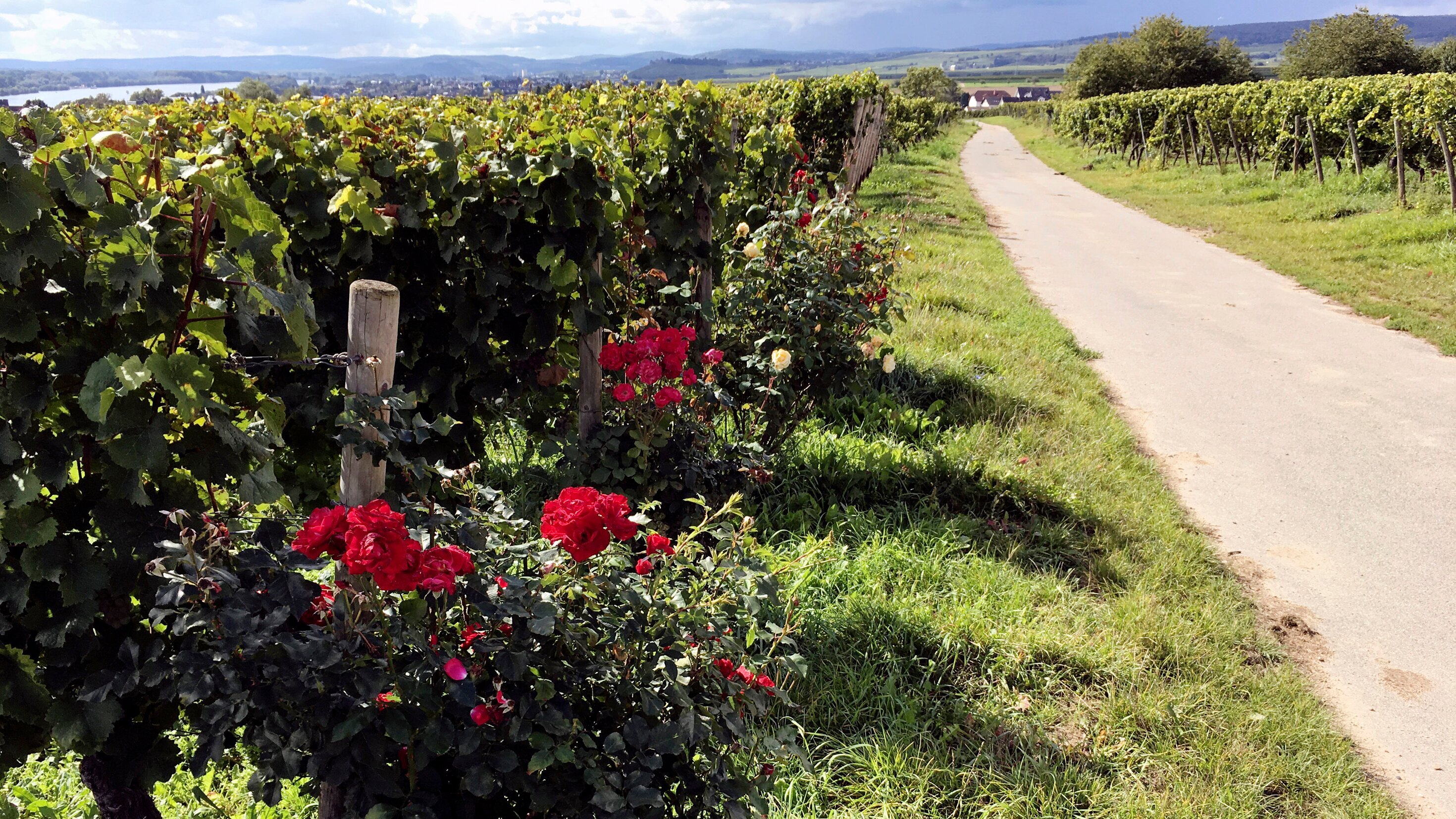 Rheingauer Wein auf neuen Wegen