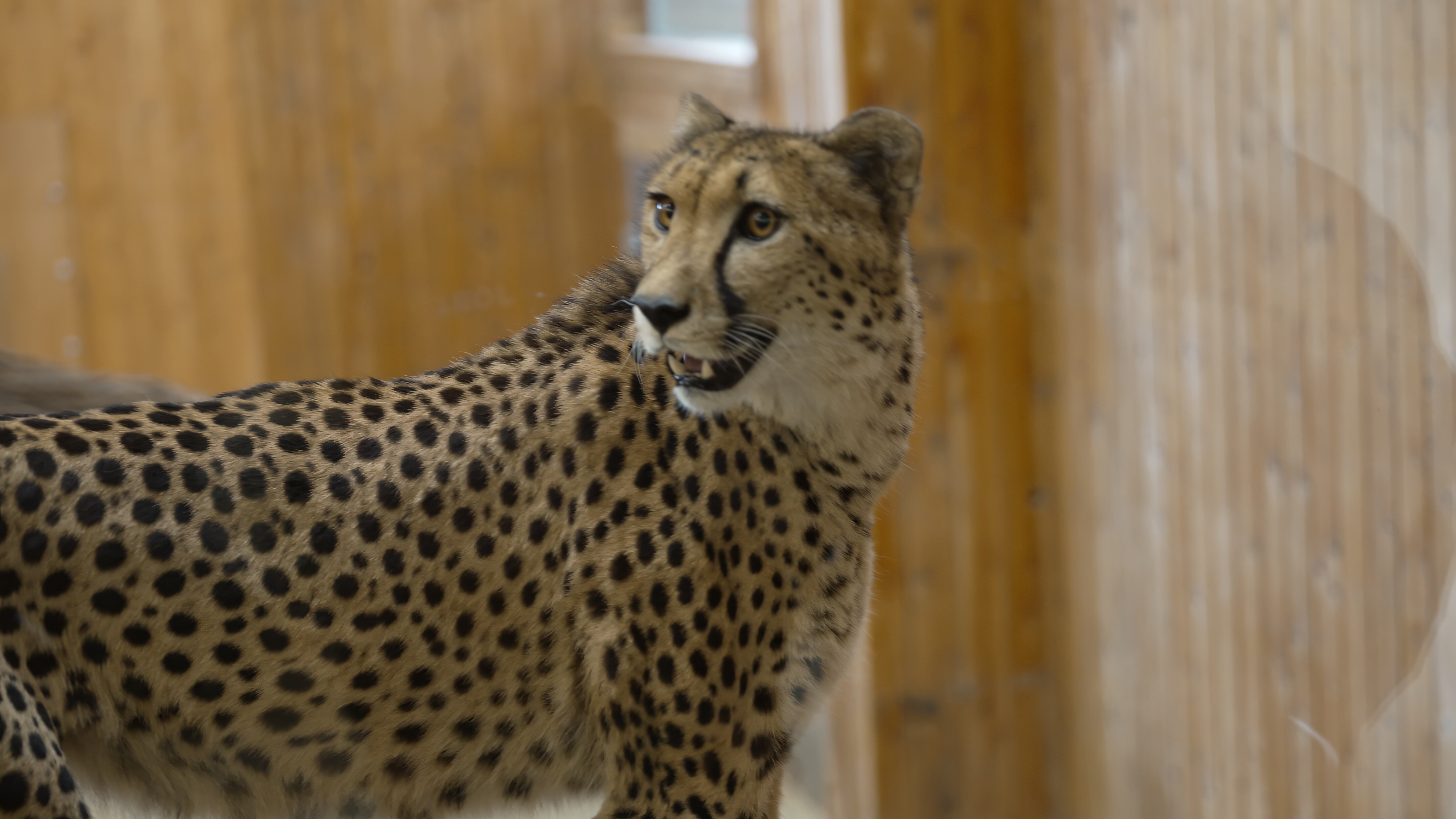 Elefant, Tiger & Kids: Zoo-Praktikum Backstage
