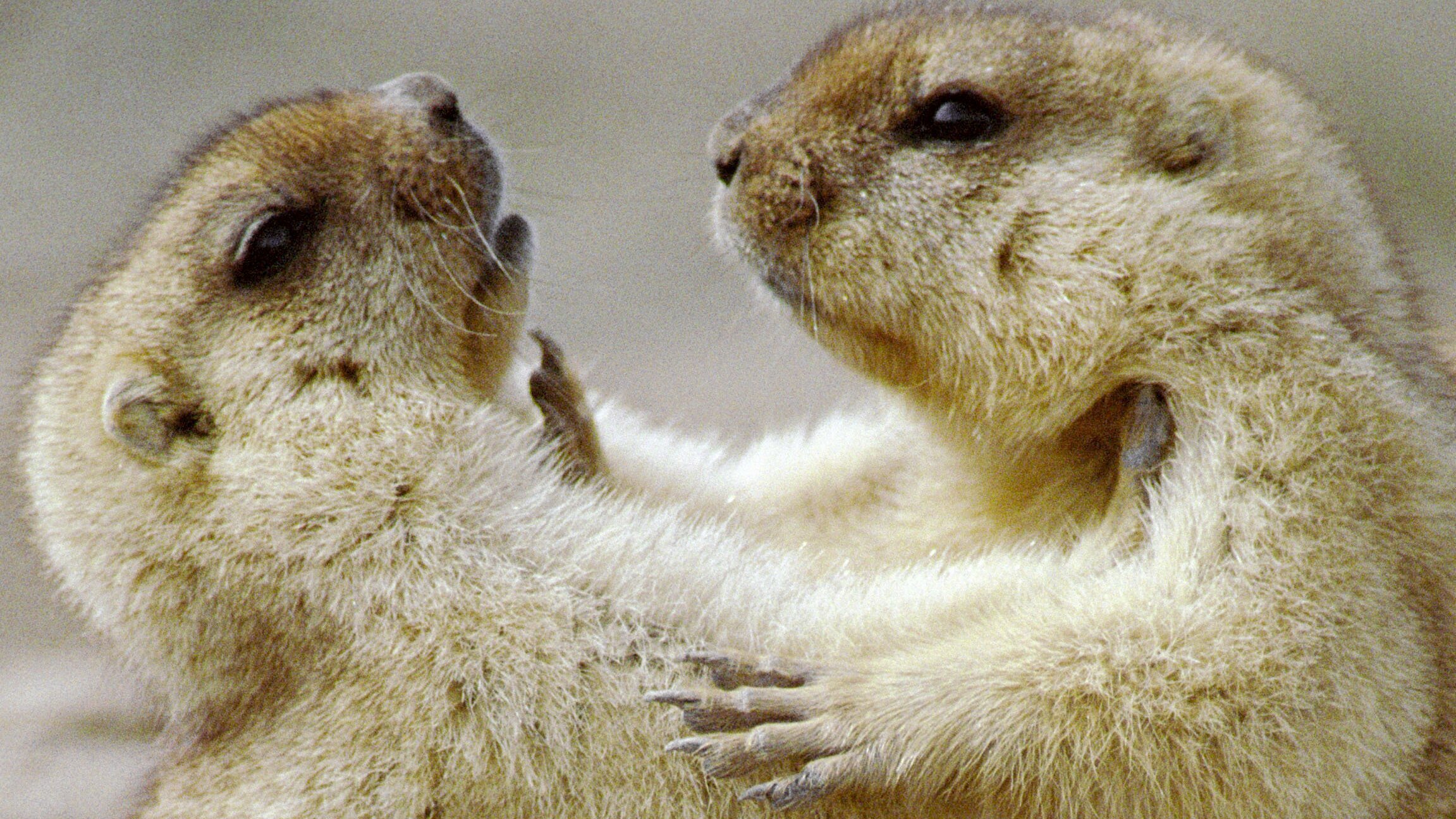 Die Murmeltiere von Kasachstan