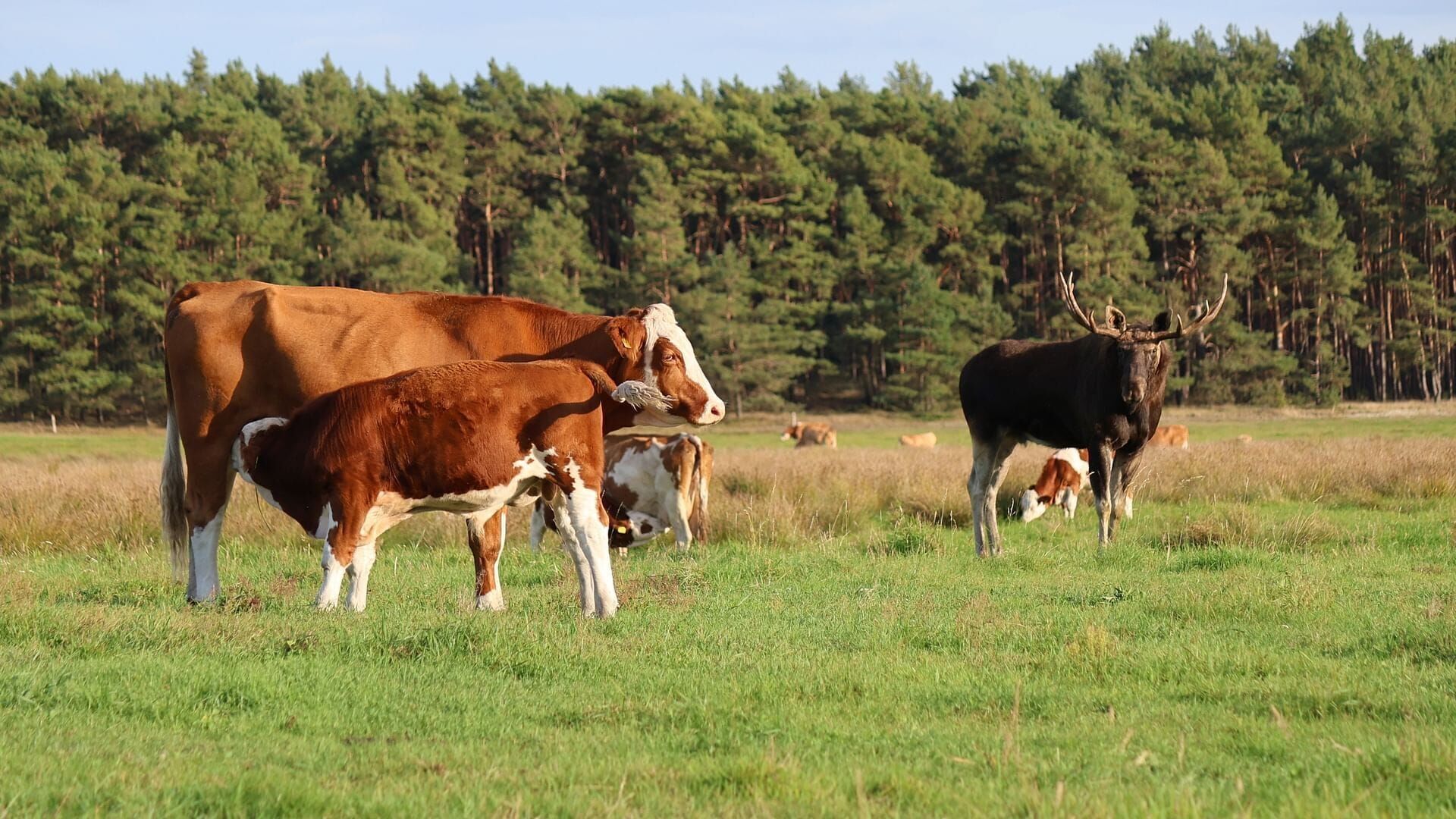 Elchalarm, die Waldriesen sind zurück
