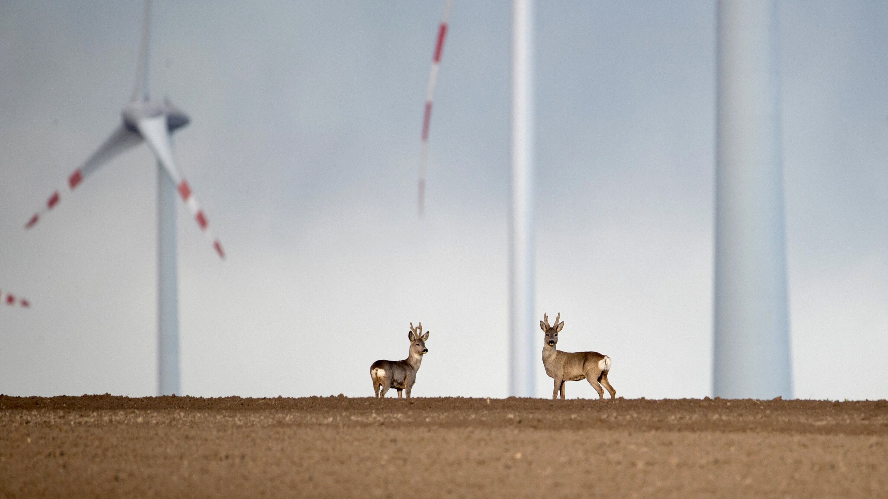 Jenseits der Wildnis – Tiere in unserer Nähe