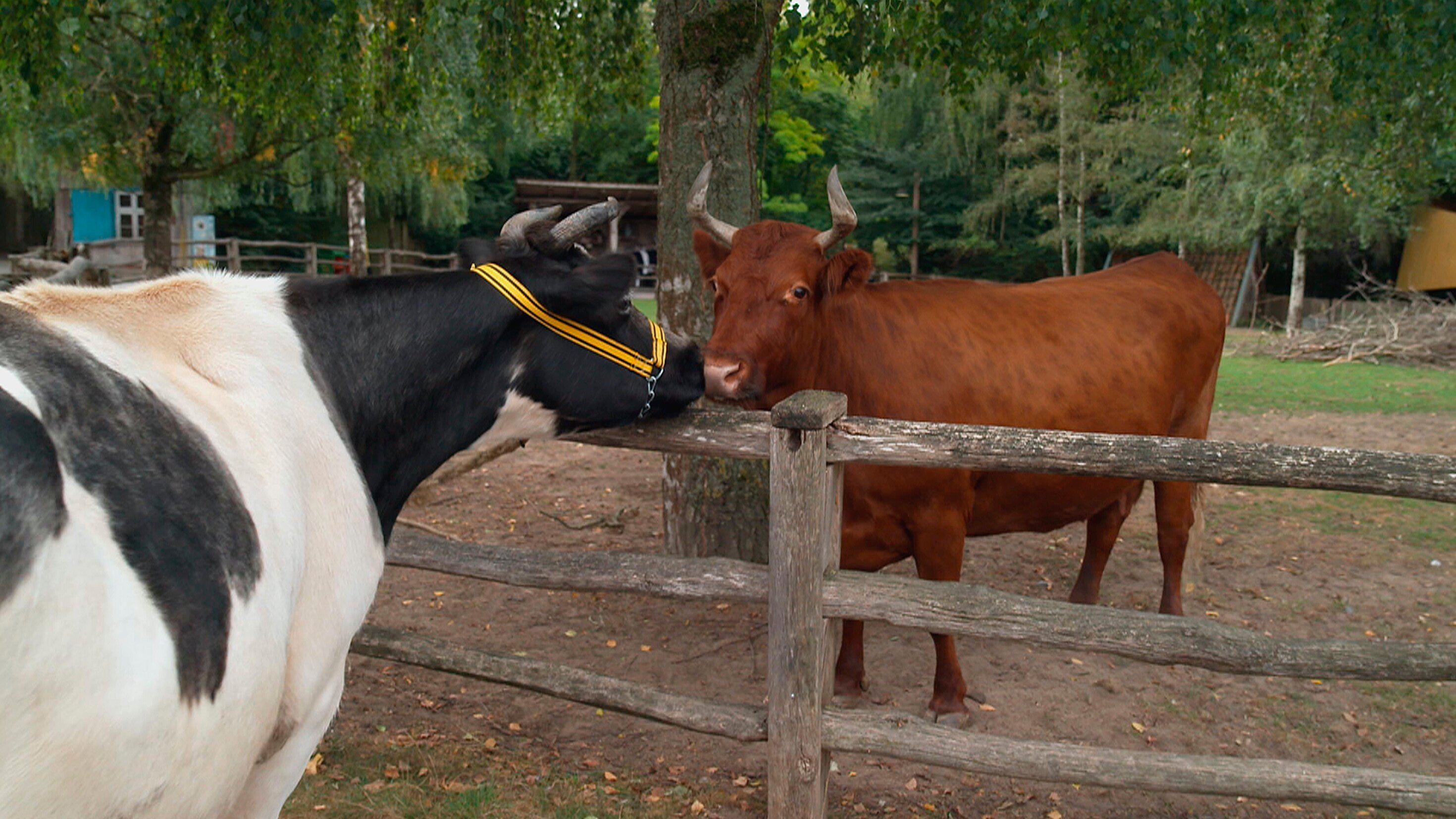 Seelöwe & Co. – tierisch beliebt