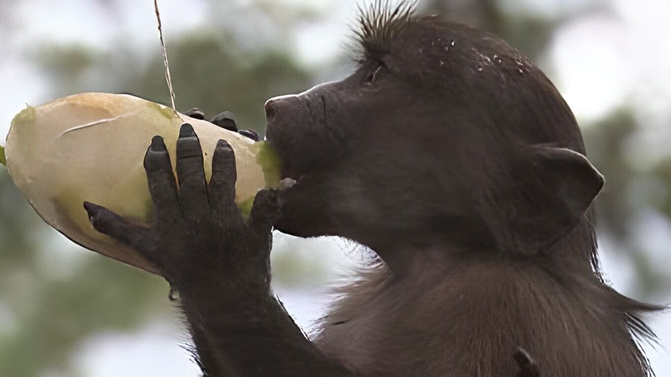Das Waisenhaus für wilde Tiere – Abenteuer Afrika