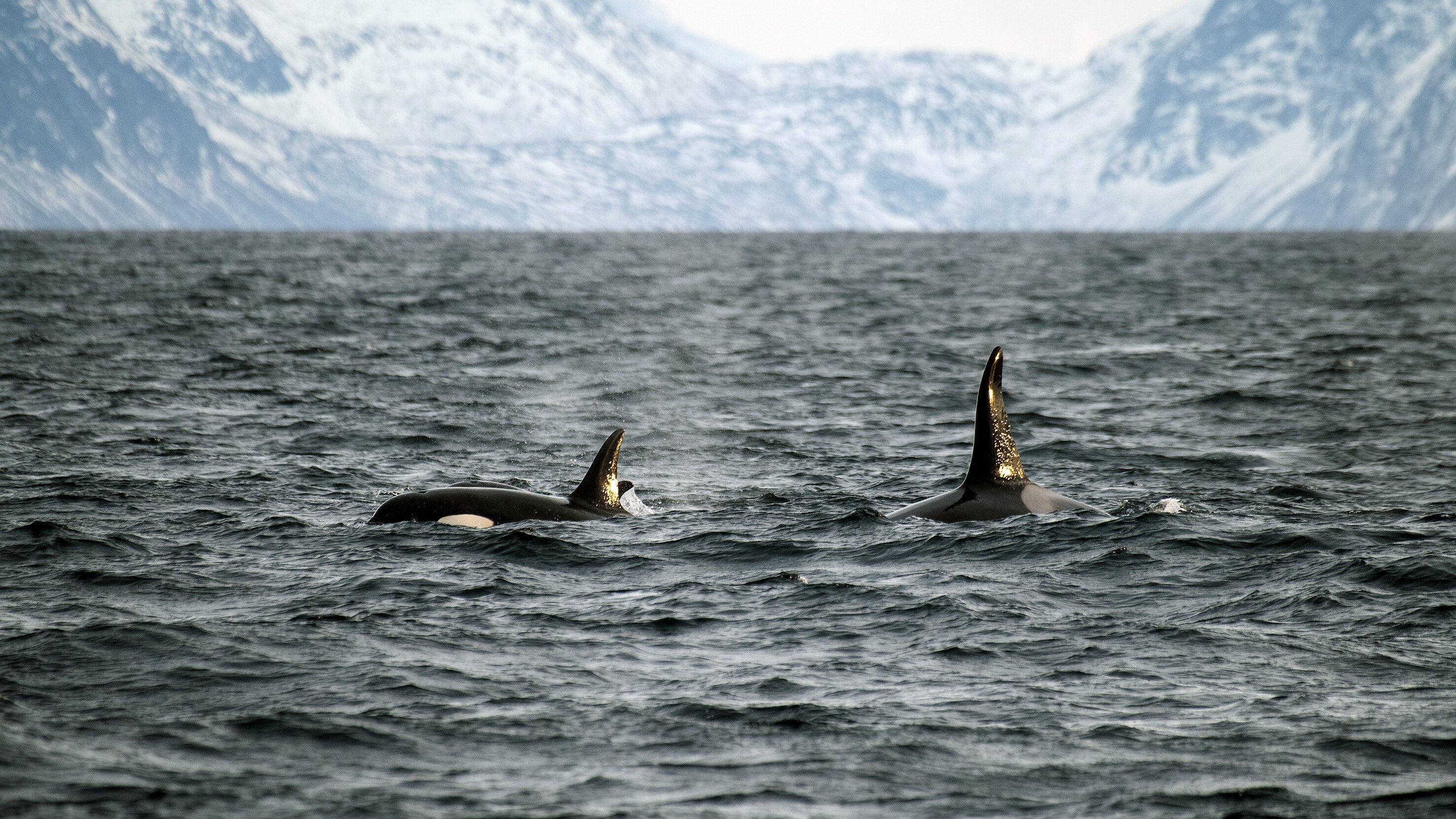 Orca, der Killerwal