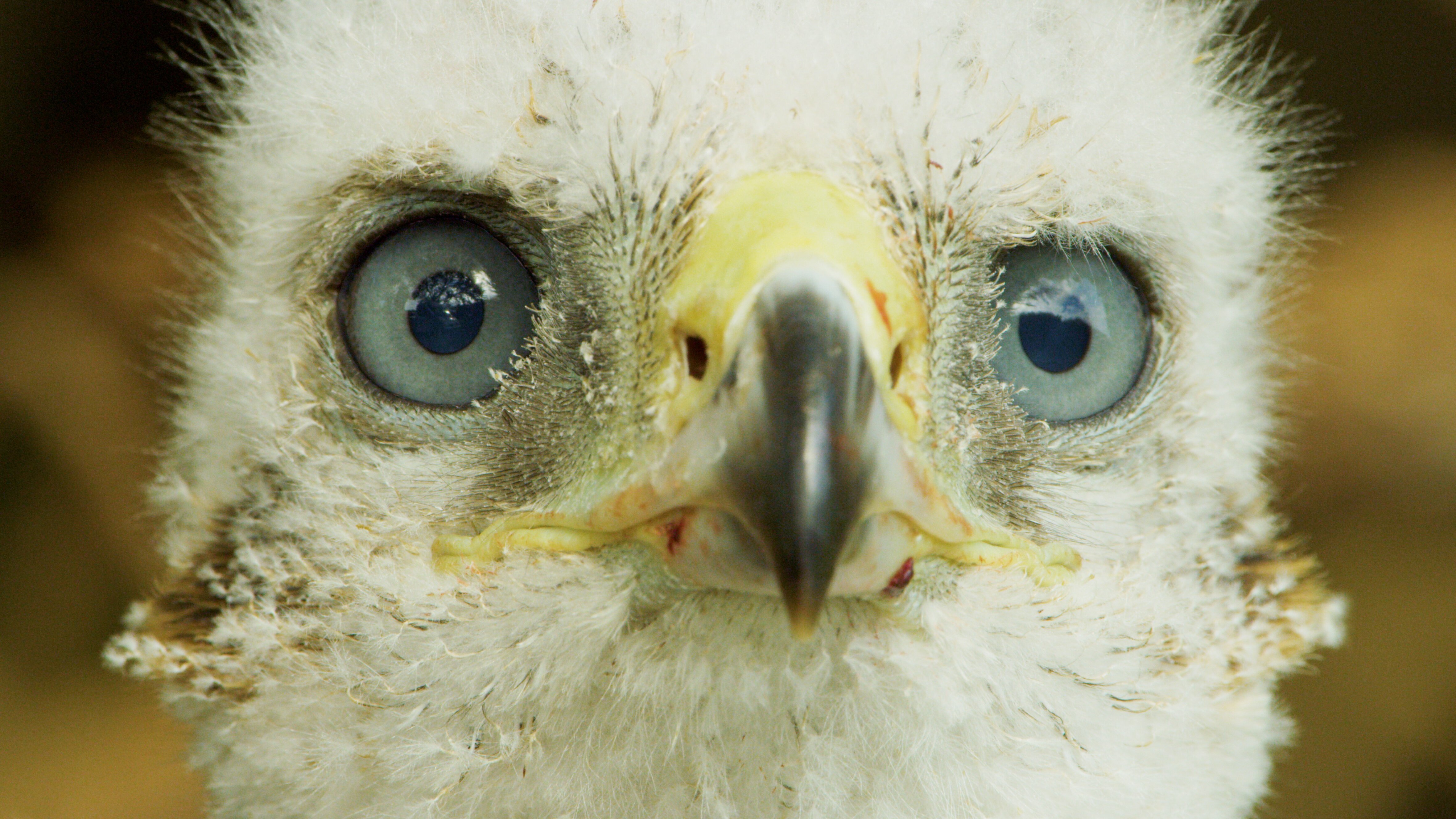 Wald der wilden Ponys