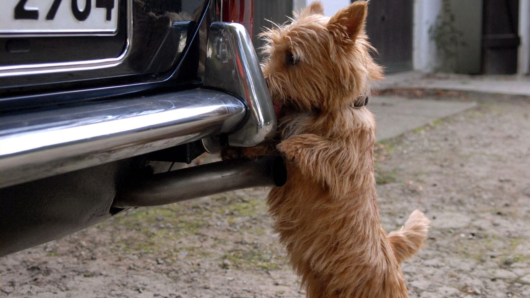 Elvis und der Kommissar