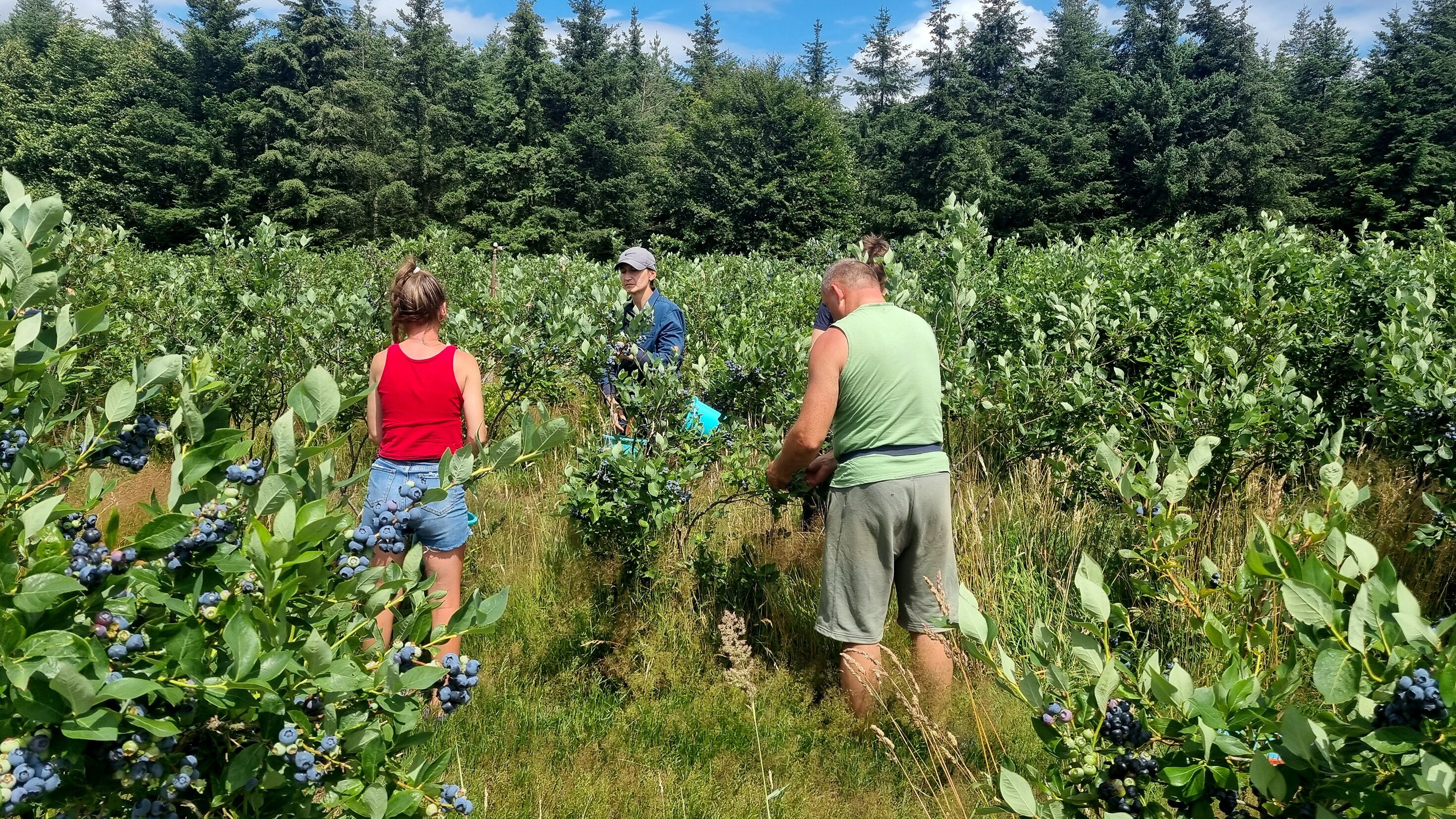 Hochsaison im Beerenland