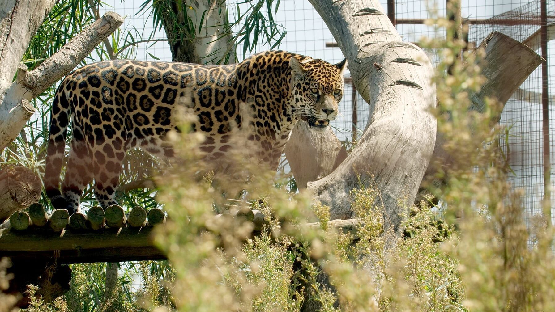 Argentinien: Der Jaguar ist zurück