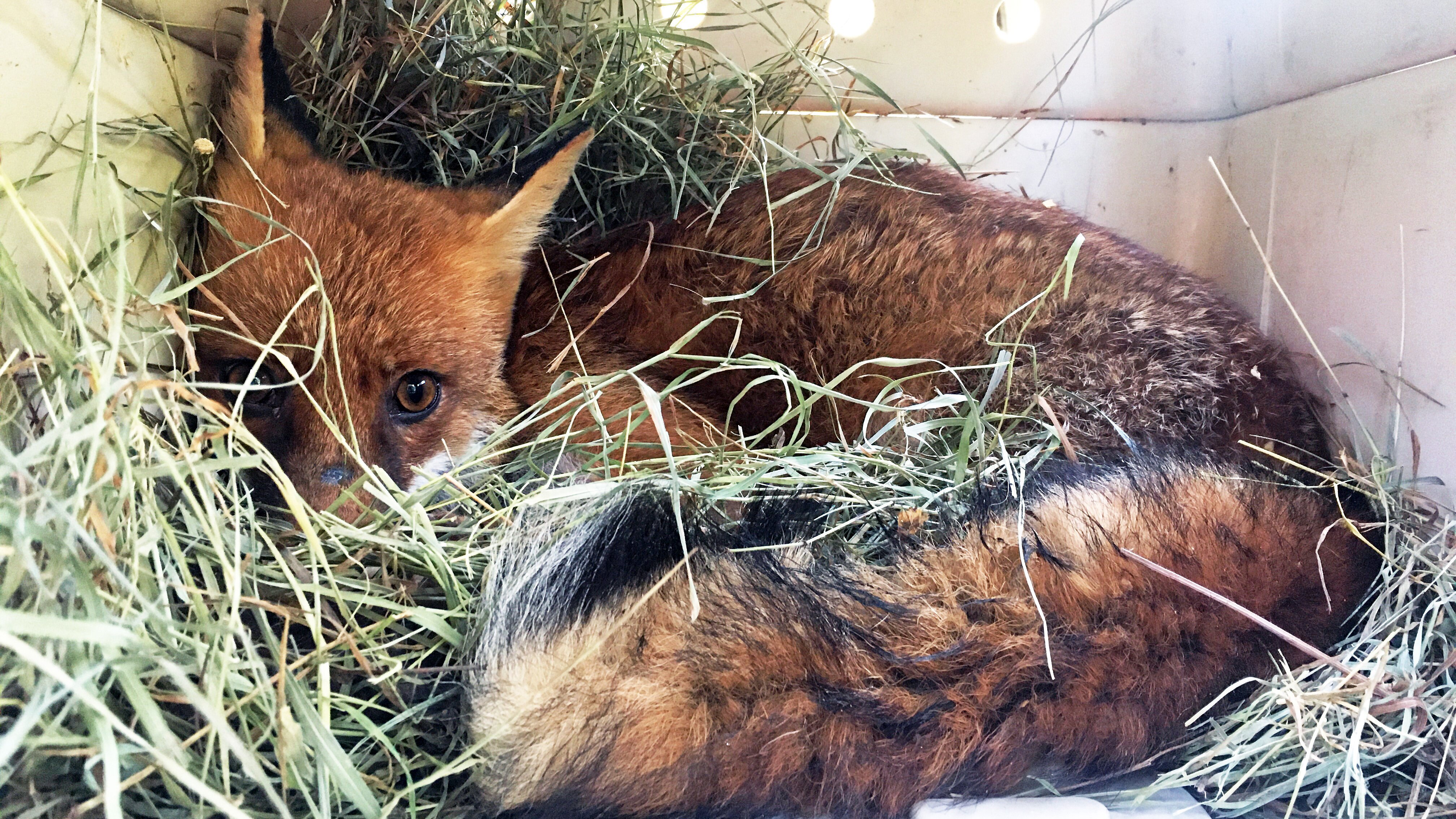 Pia und die wilden Tiere