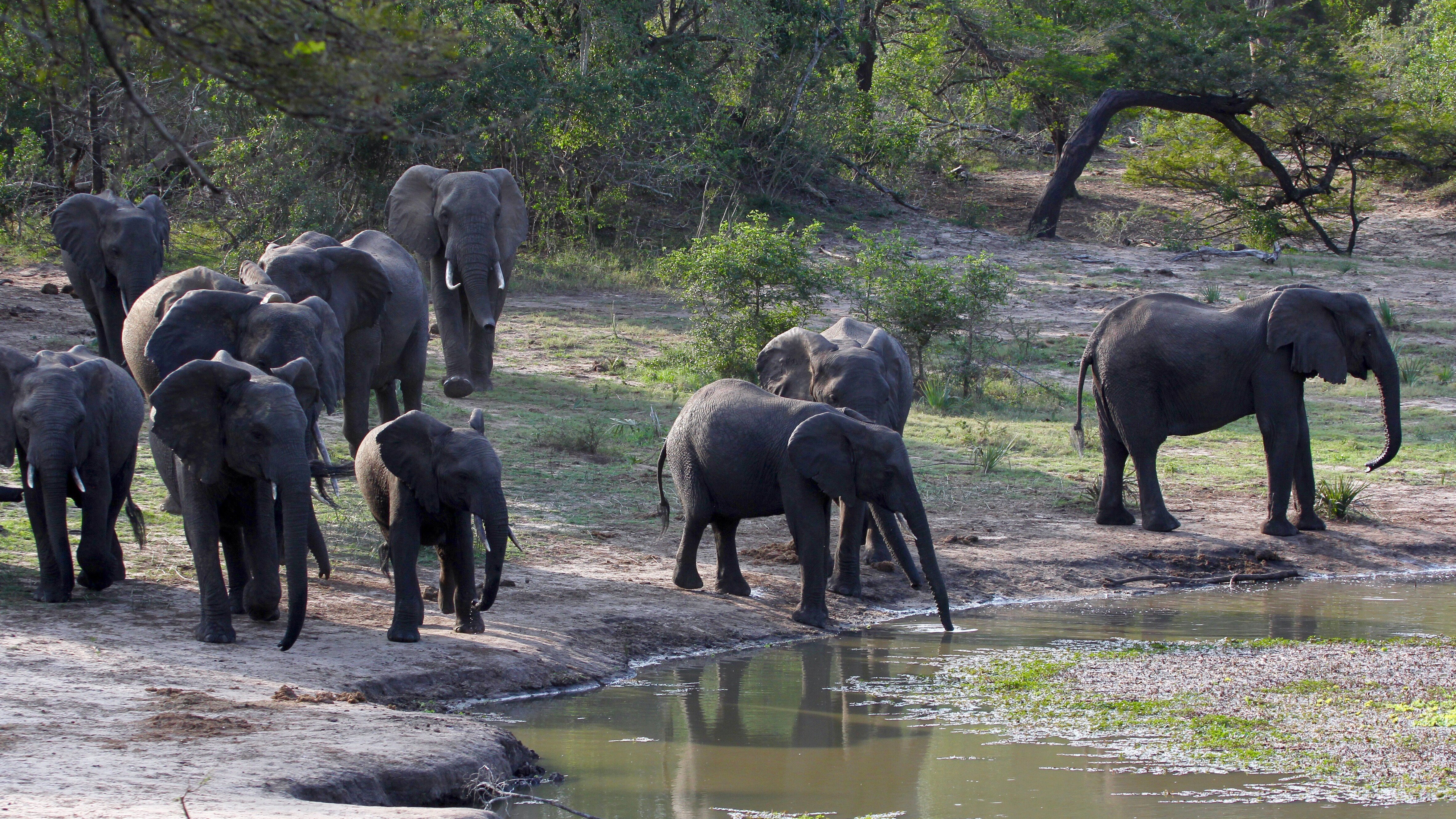 Im Reich der Königselefanten – Das Tembe Wildreservat in Südafrika