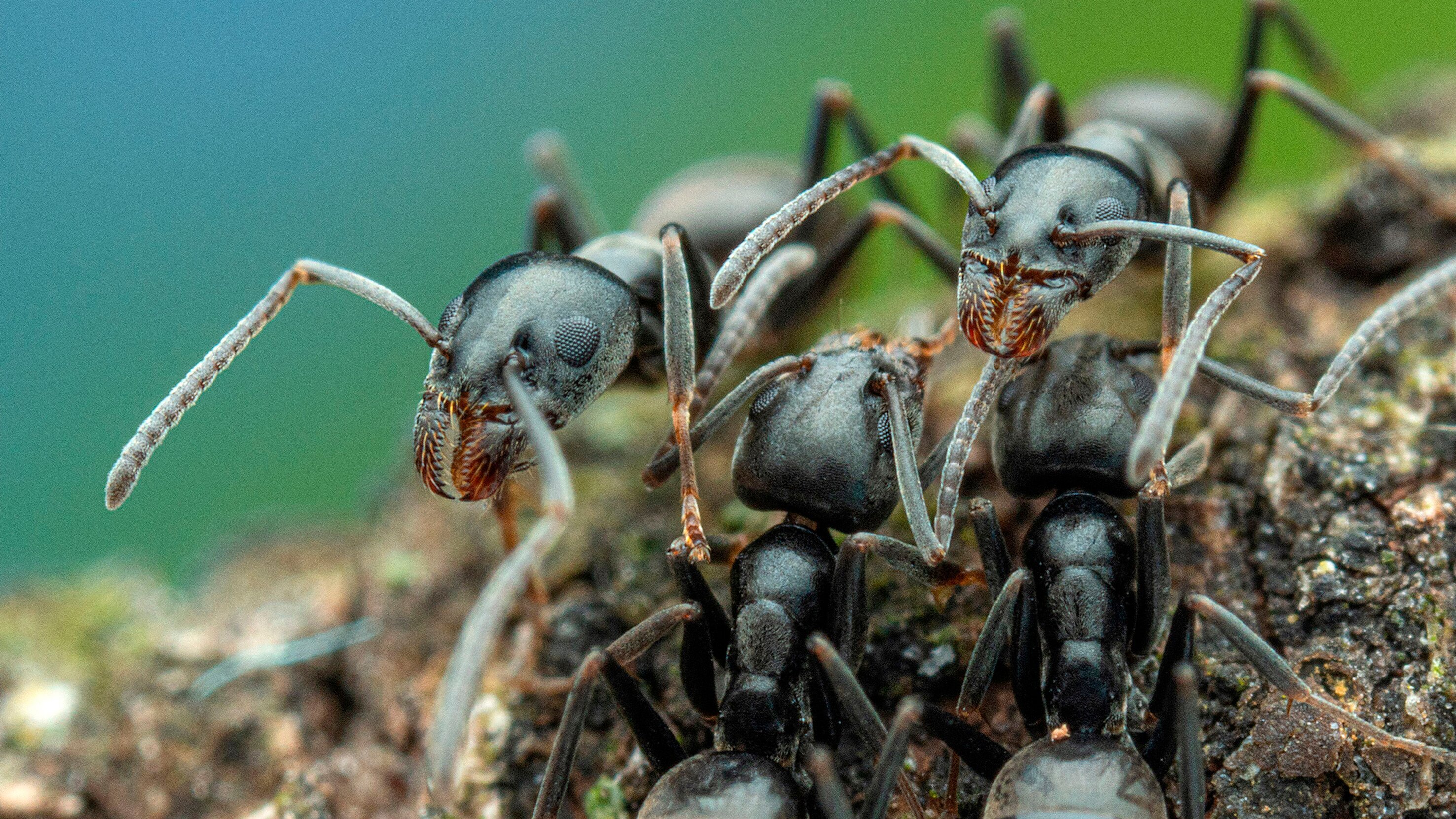 Invasion der Ameisen