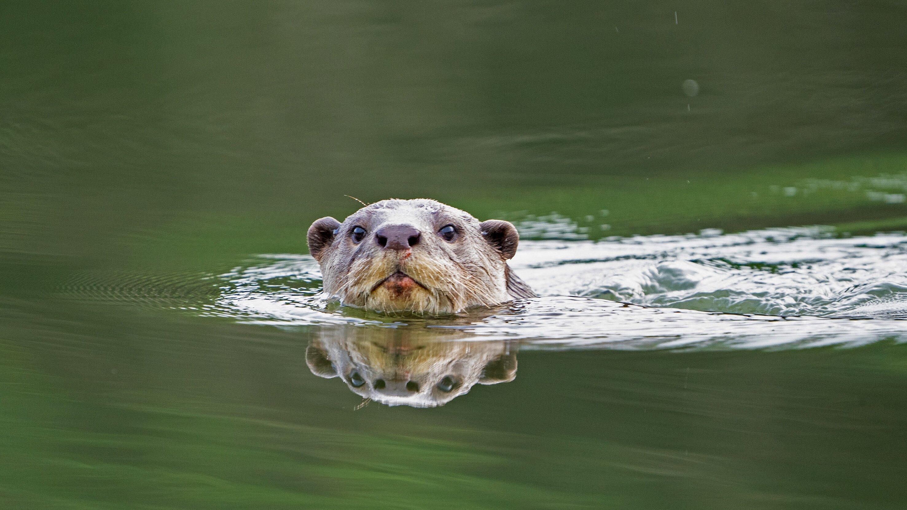 Indiens Otter