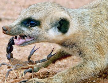 Namibie sauvage