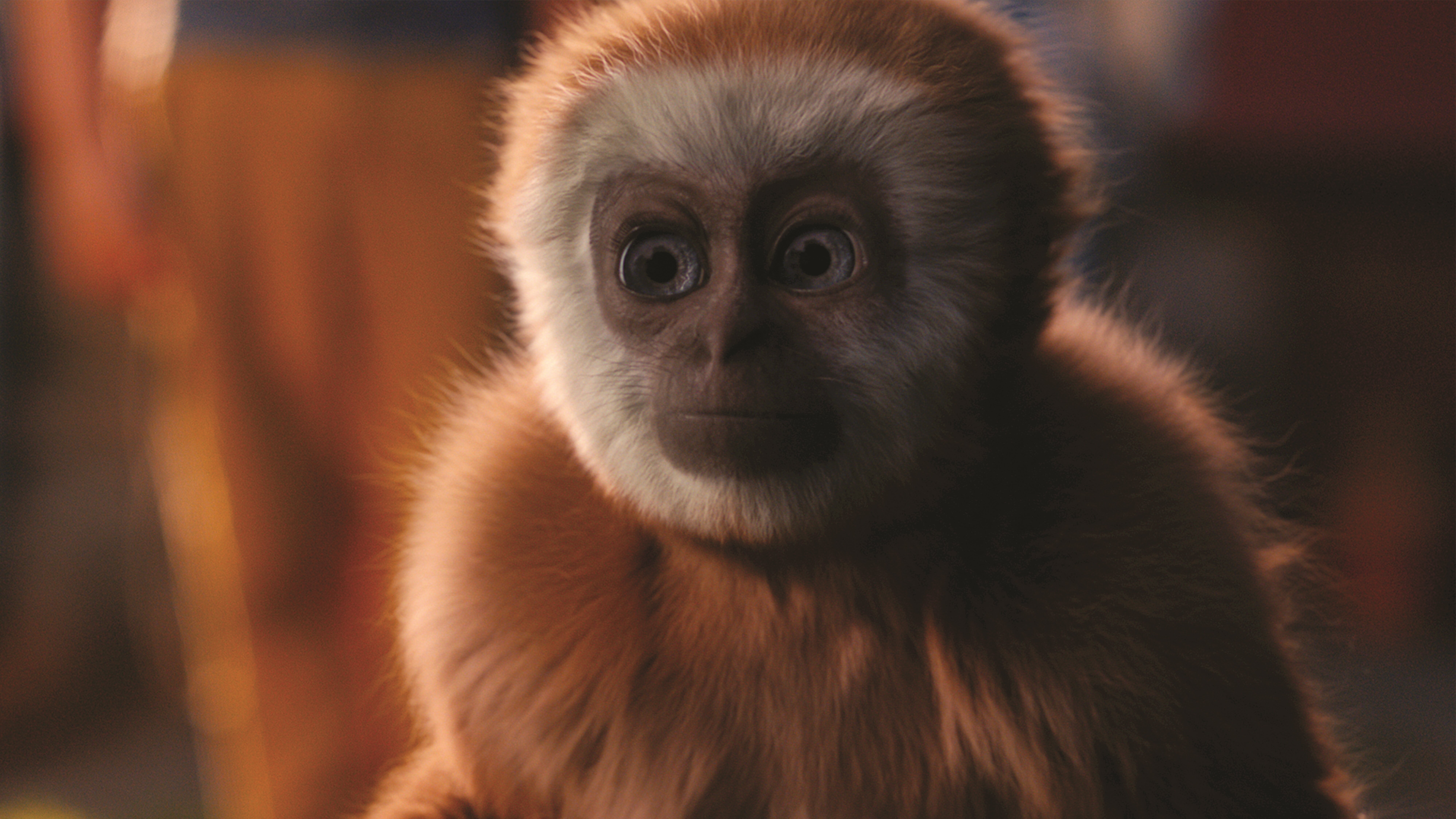 Monky – Kleiner Affe, großer Trost