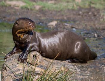 Dora, la jeune loutre géante