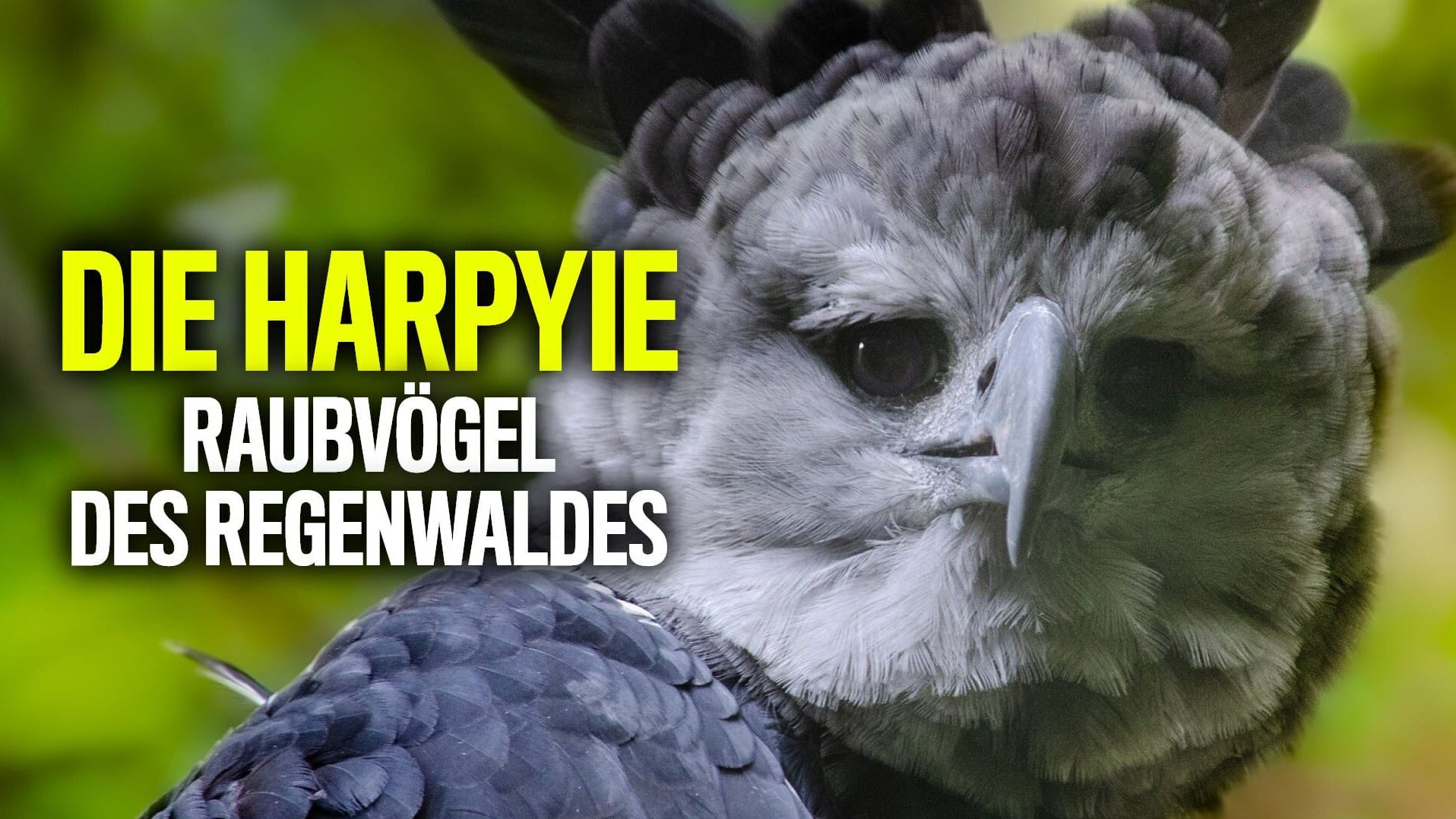 Die Harpyie