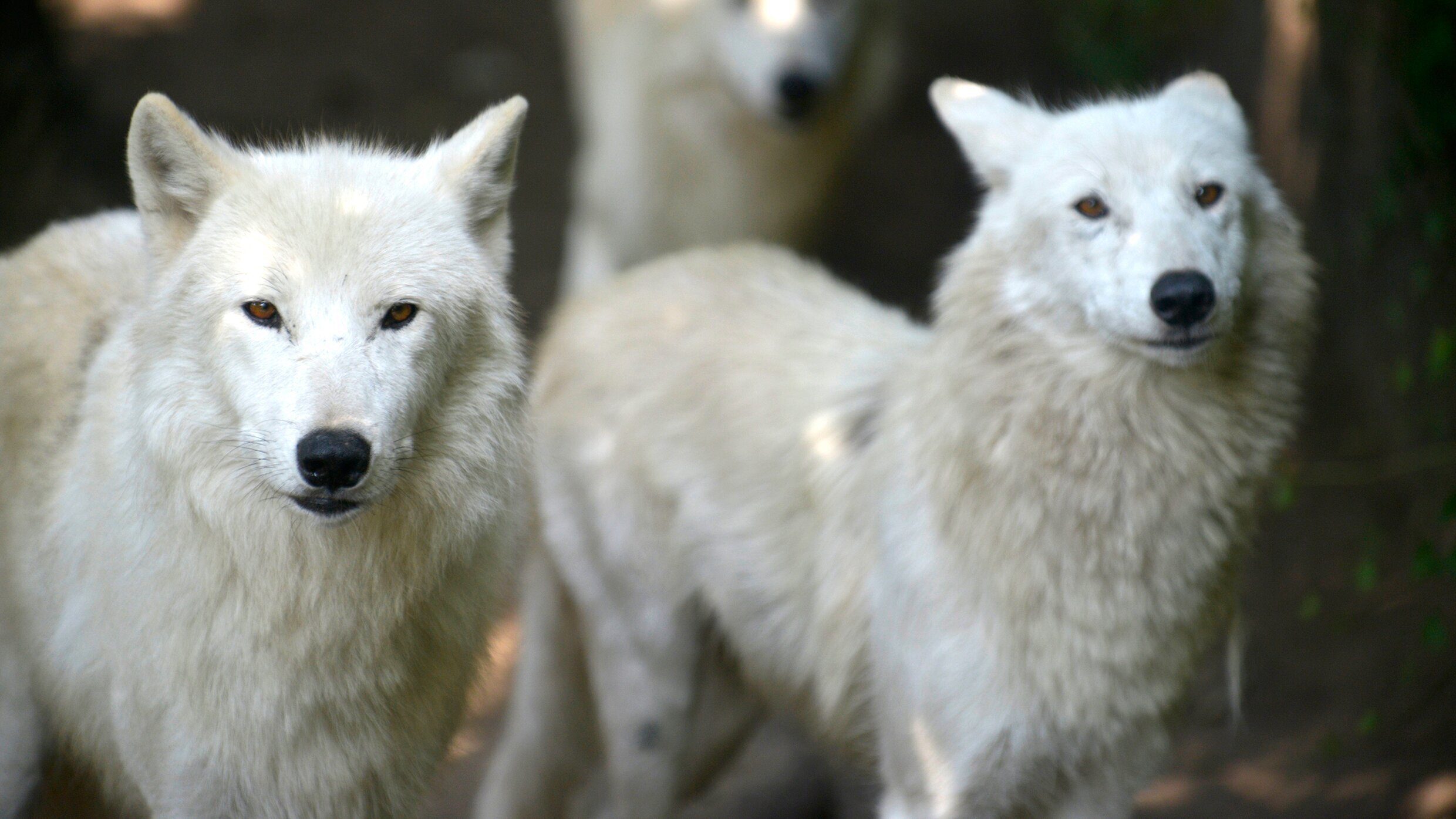 Panda, Gorilla & Co.