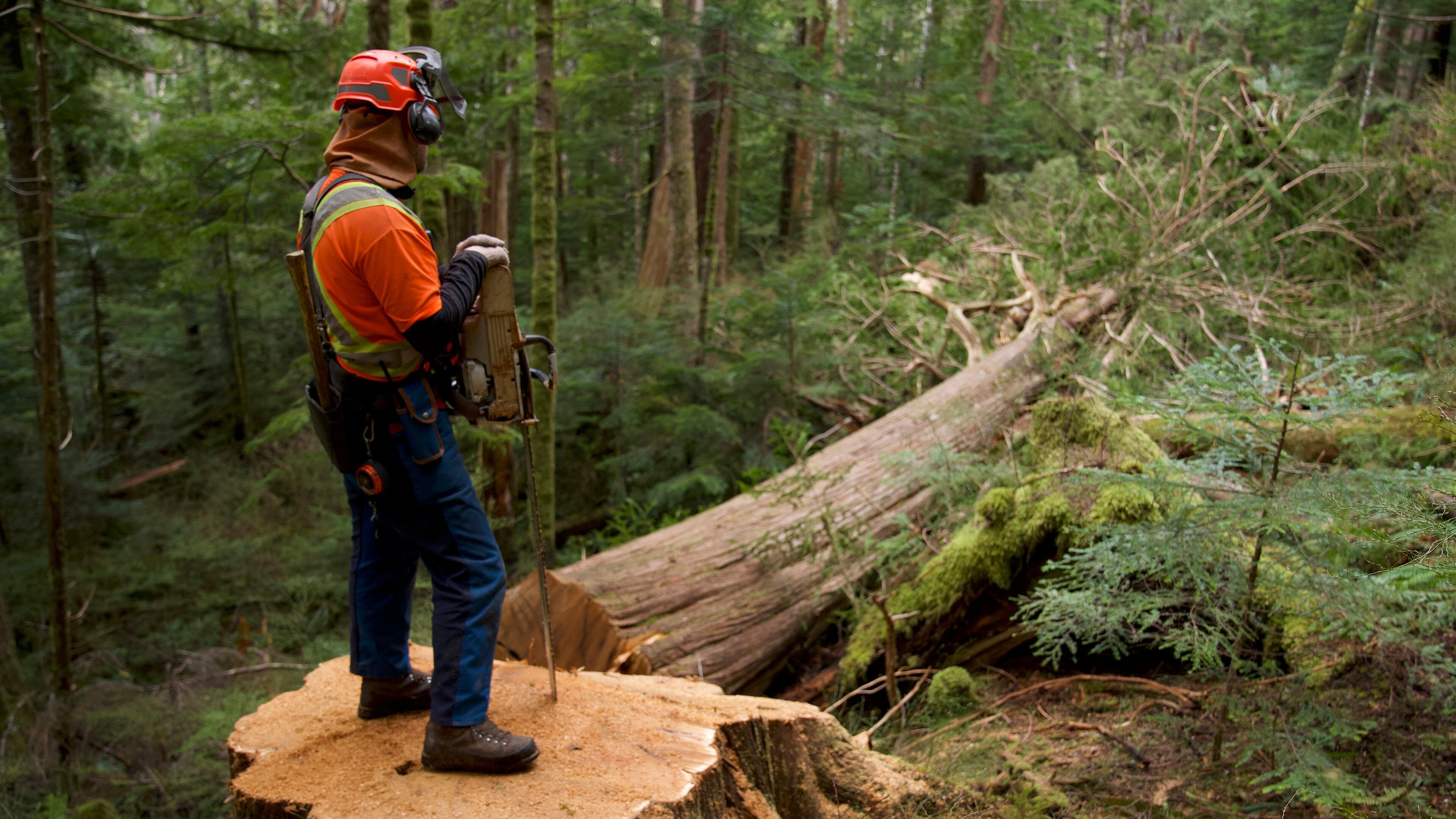 The Last Woodsmen – Holzfäller am Limit