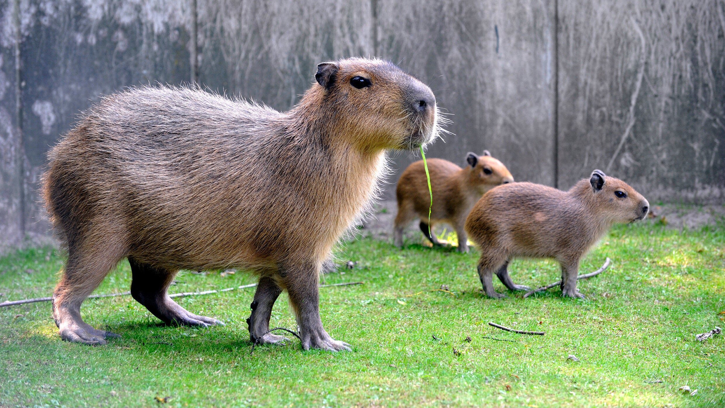 Zoobabies