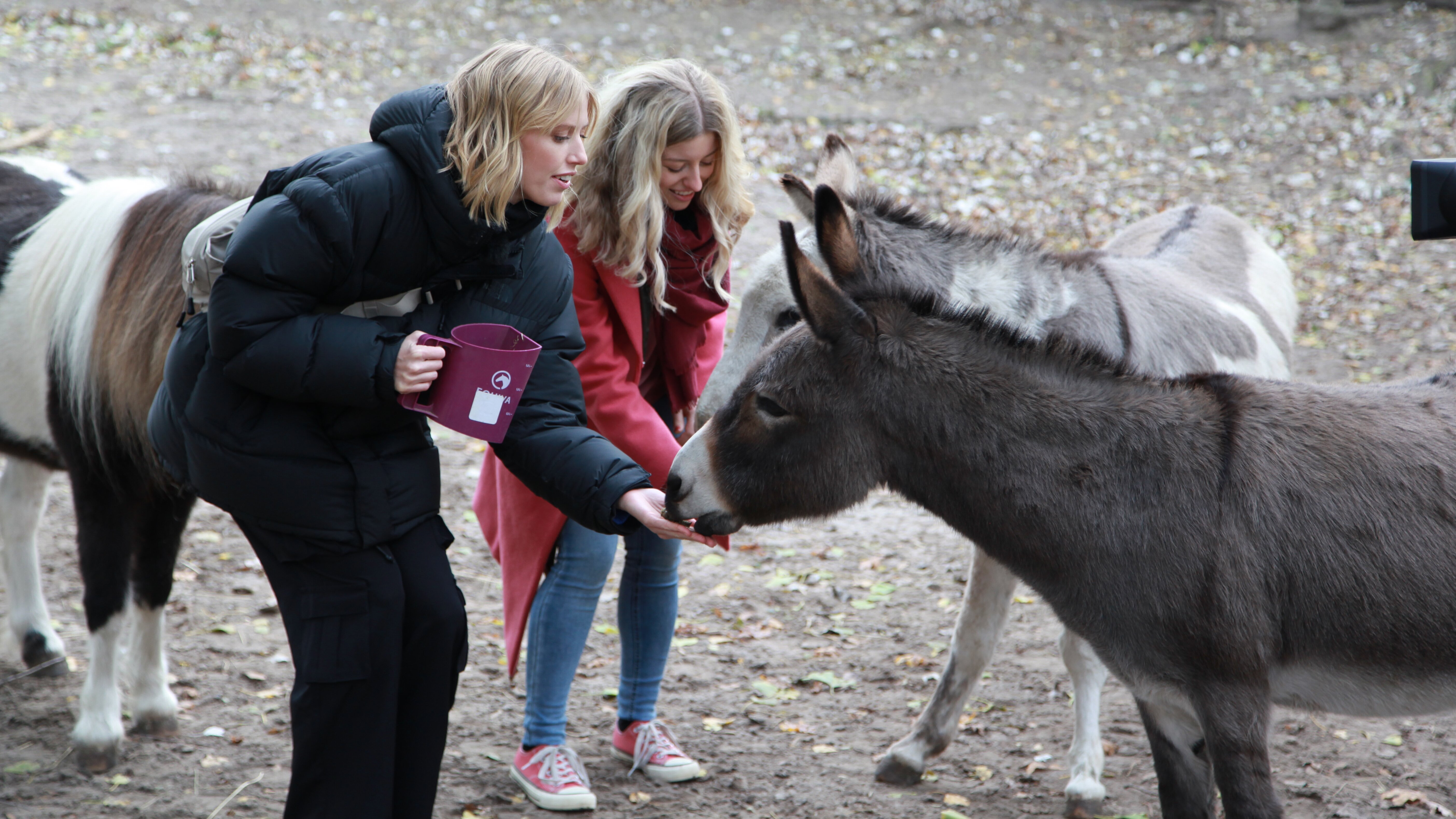 Dein Song – ein Hit, eine Story